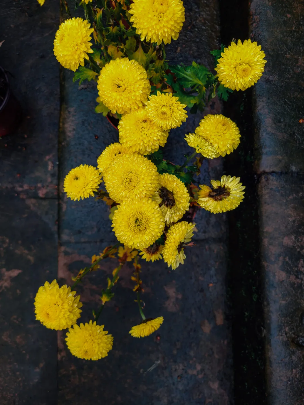 庭中的菊花