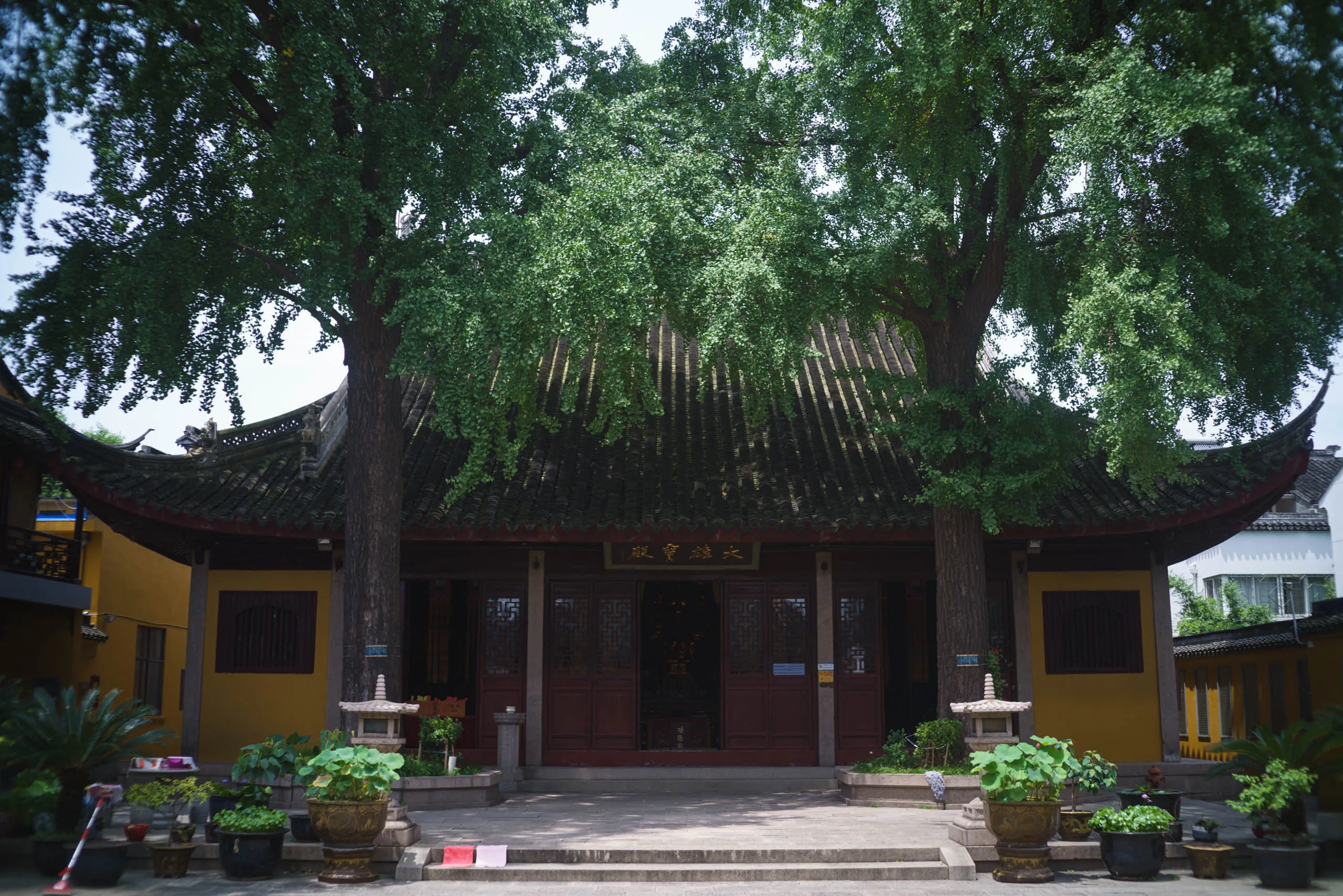 双桫椤树