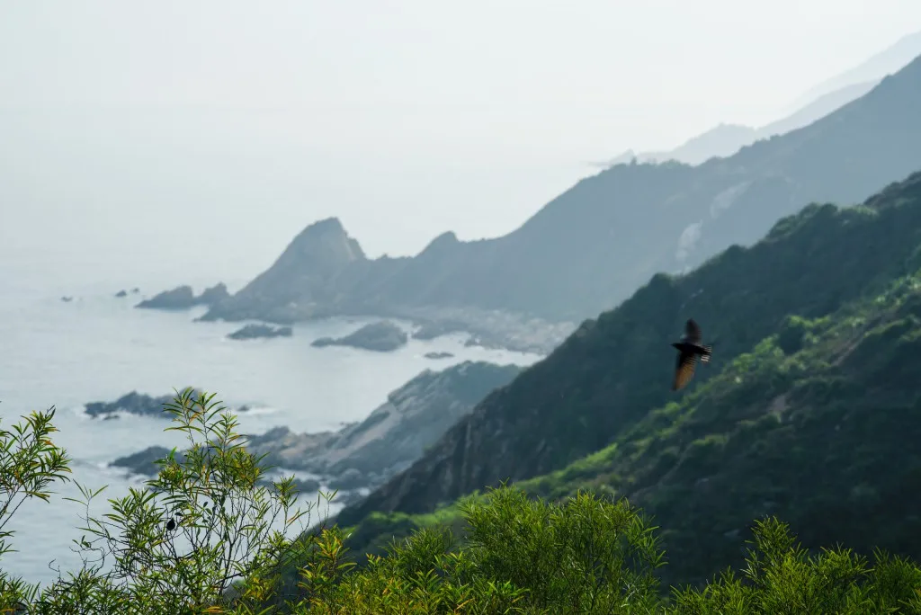 山海之间,海鸥掠过它苍茫不羁的身姿。