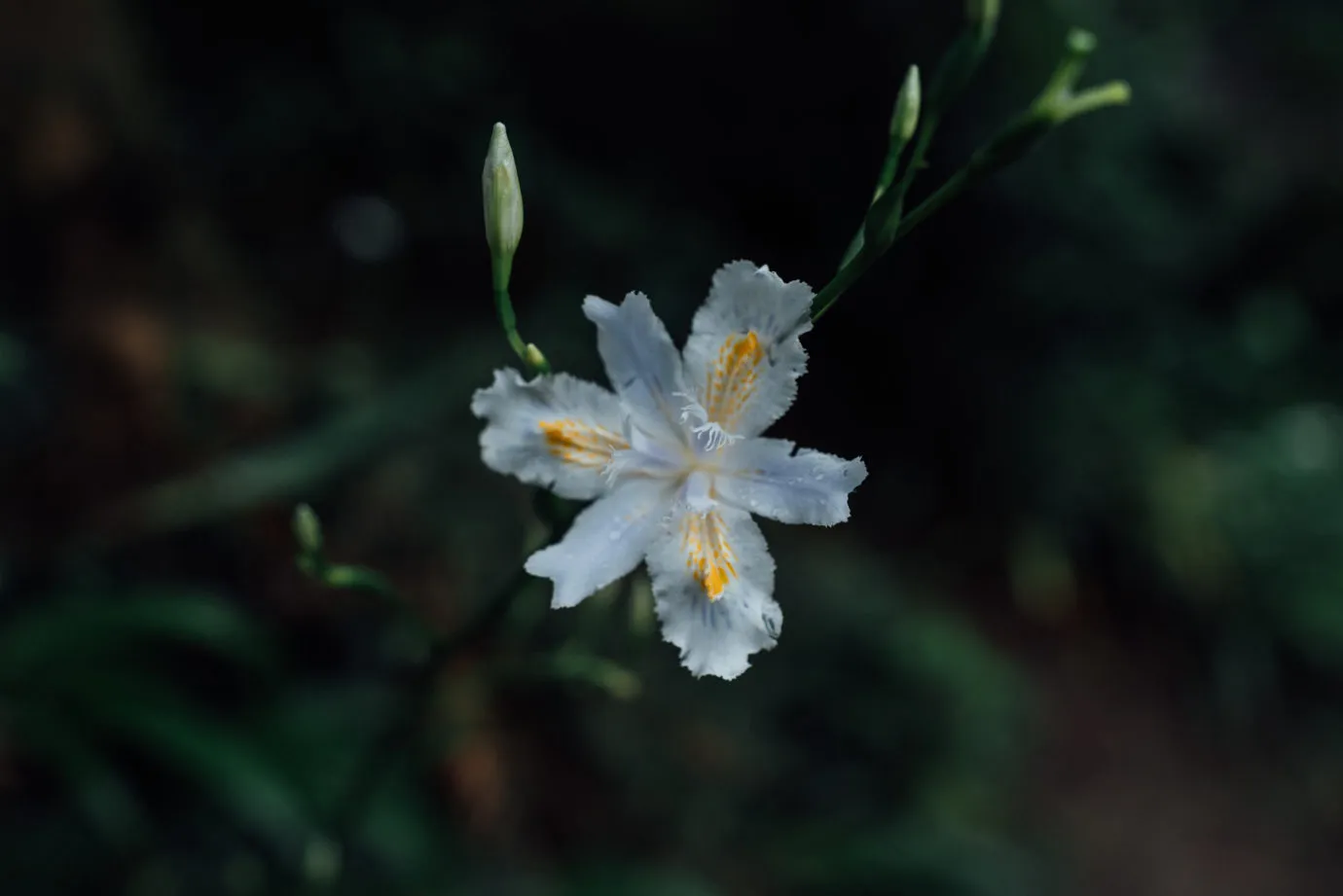 路旁花