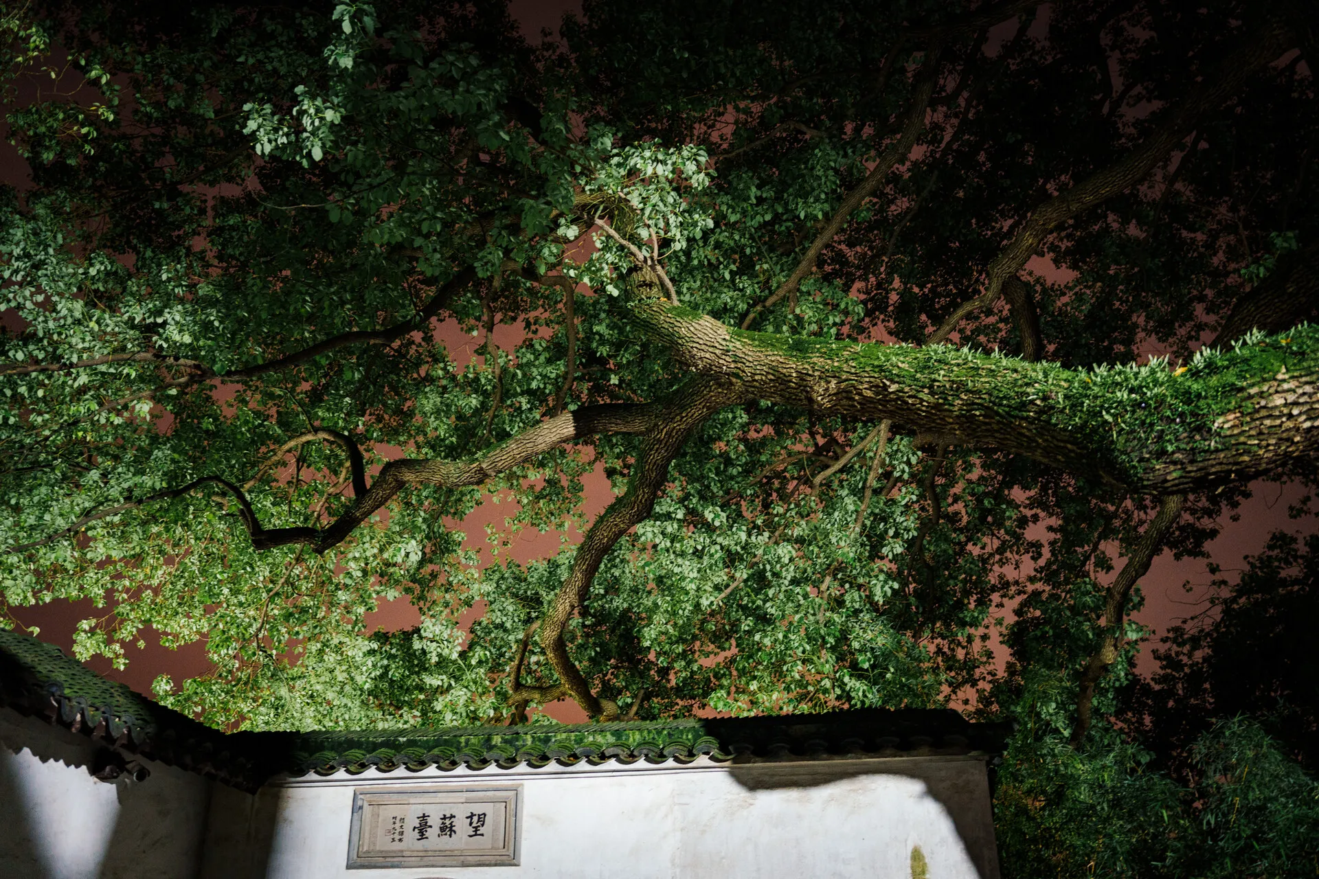 围墙上大树参天