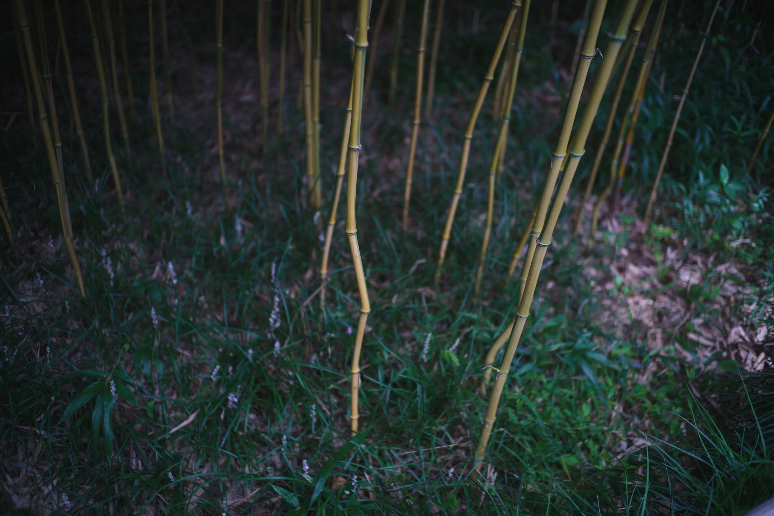 竹折节