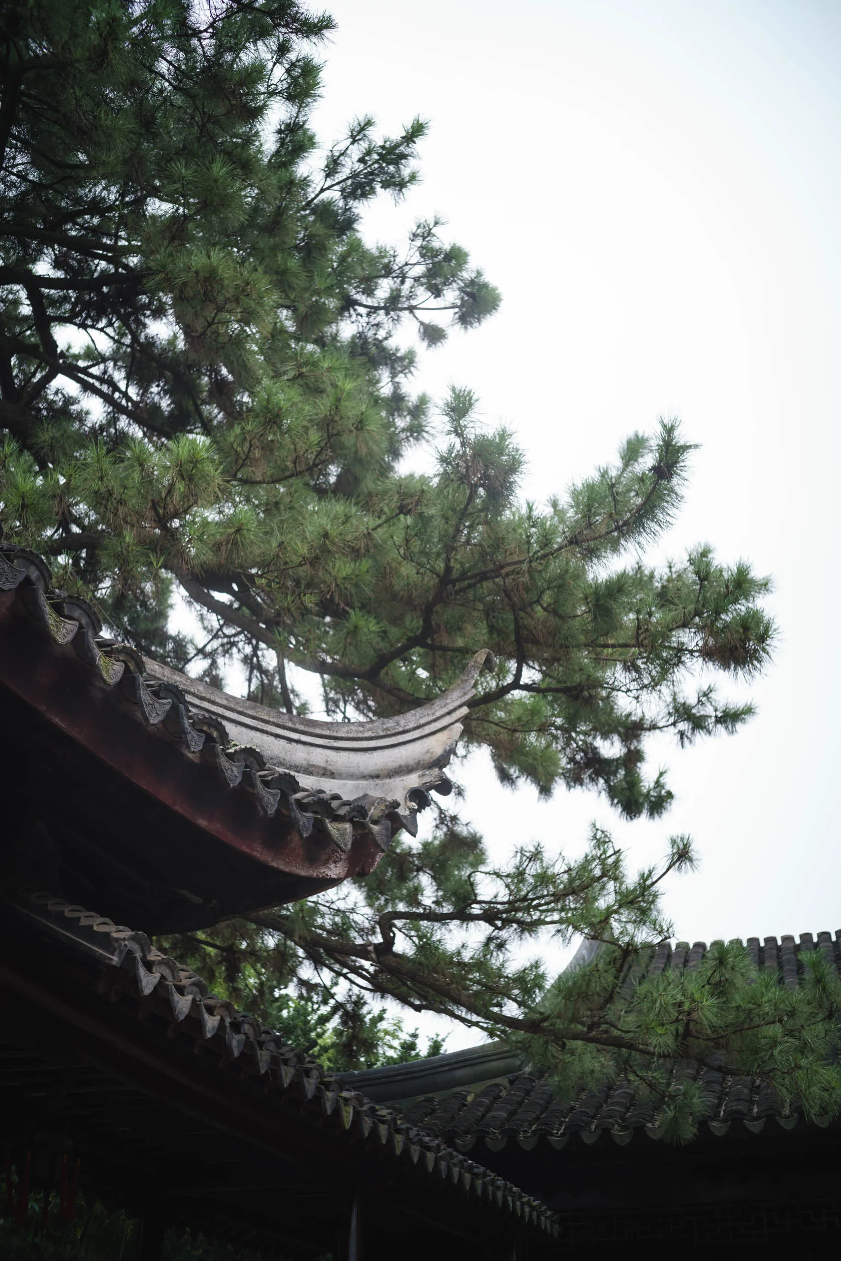 檐上松