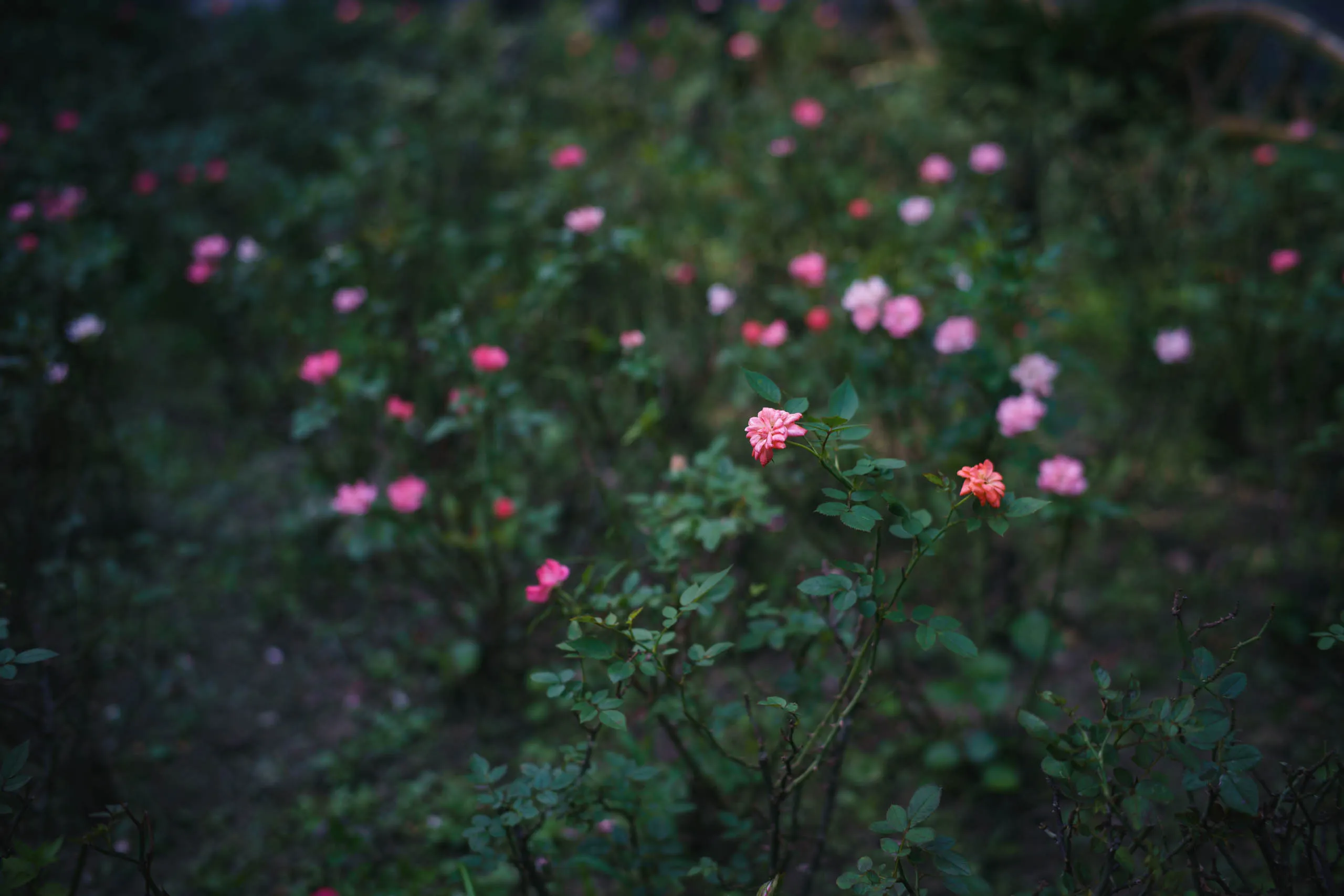 花圃