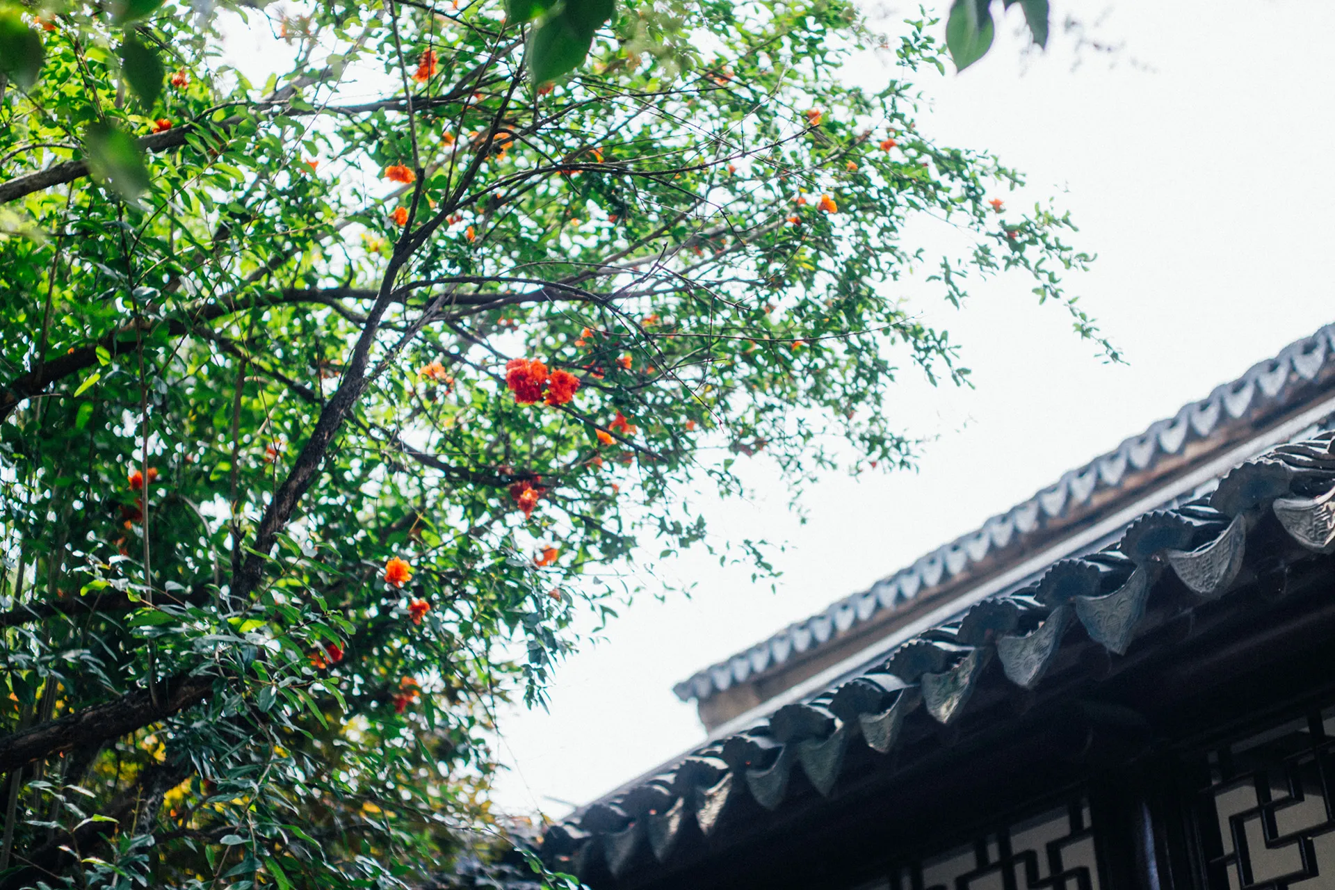 石榴花