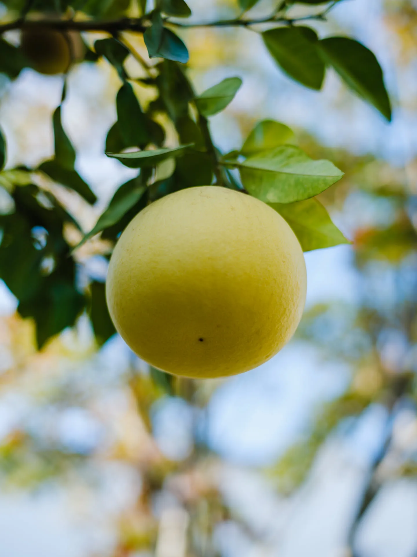 柚子树不高，但果实很大，好想偷掰一个带回家尝尝。