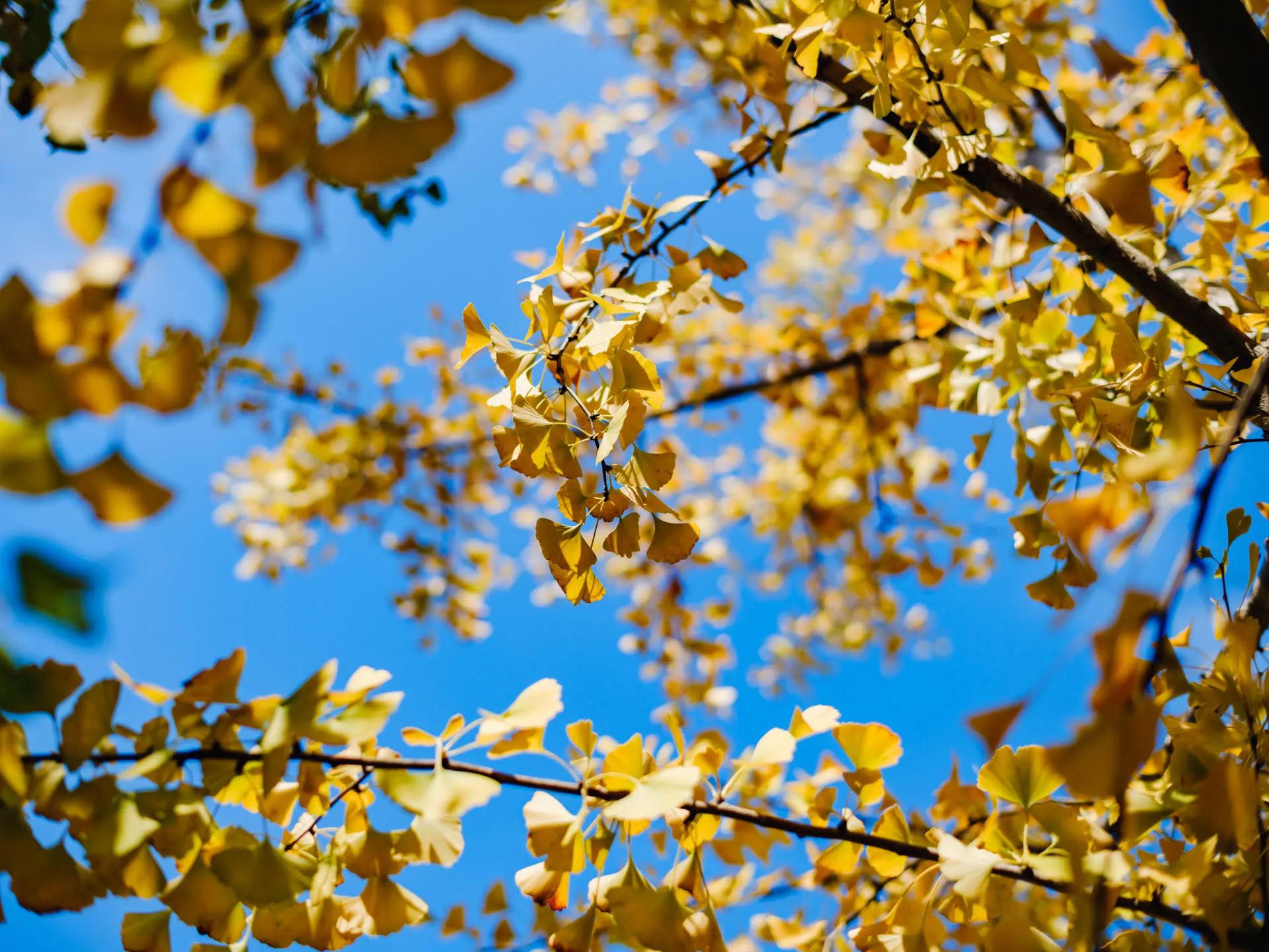 此处的银杏差不多全黄了。