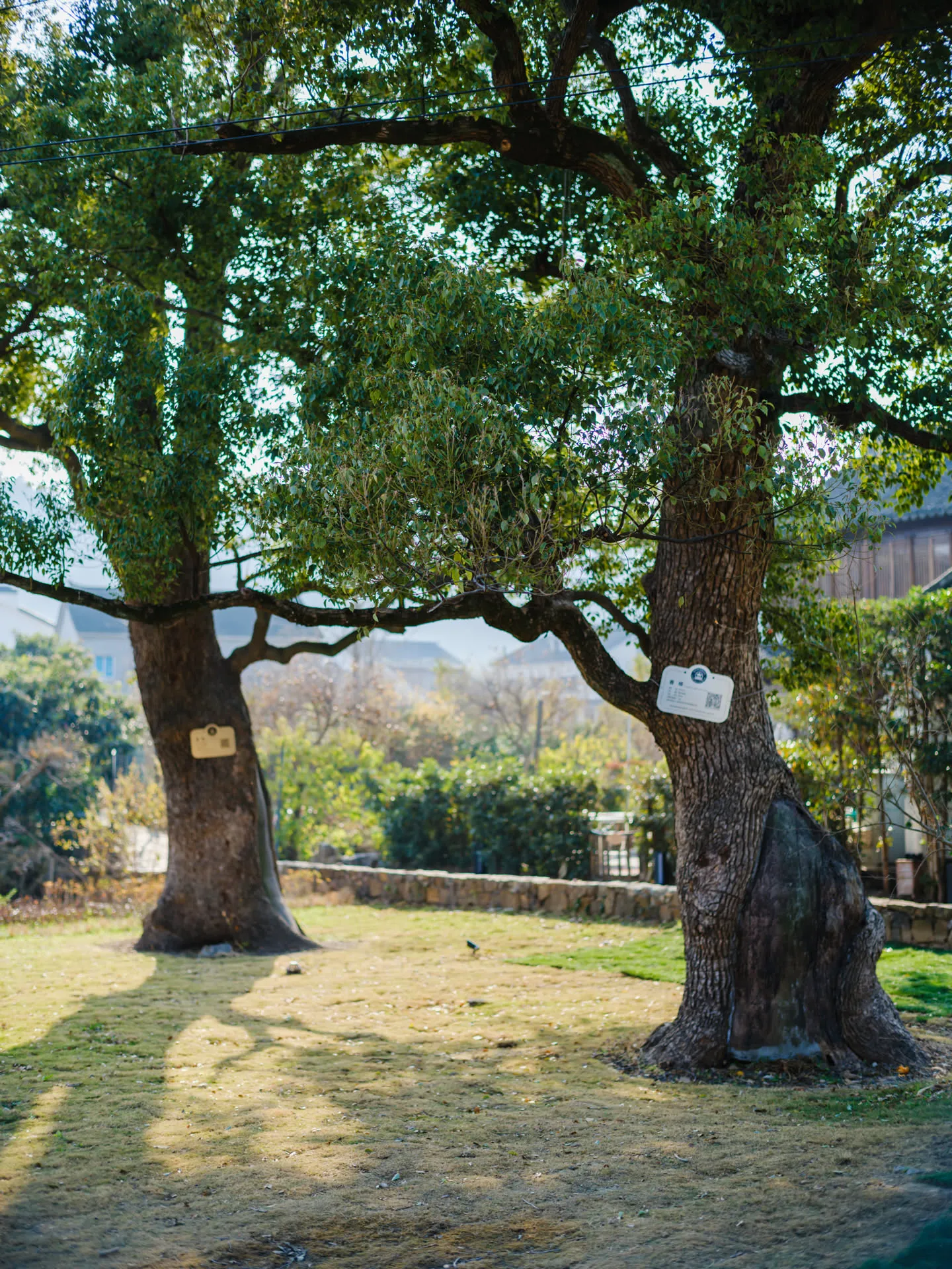 村口的两棵大樟树
