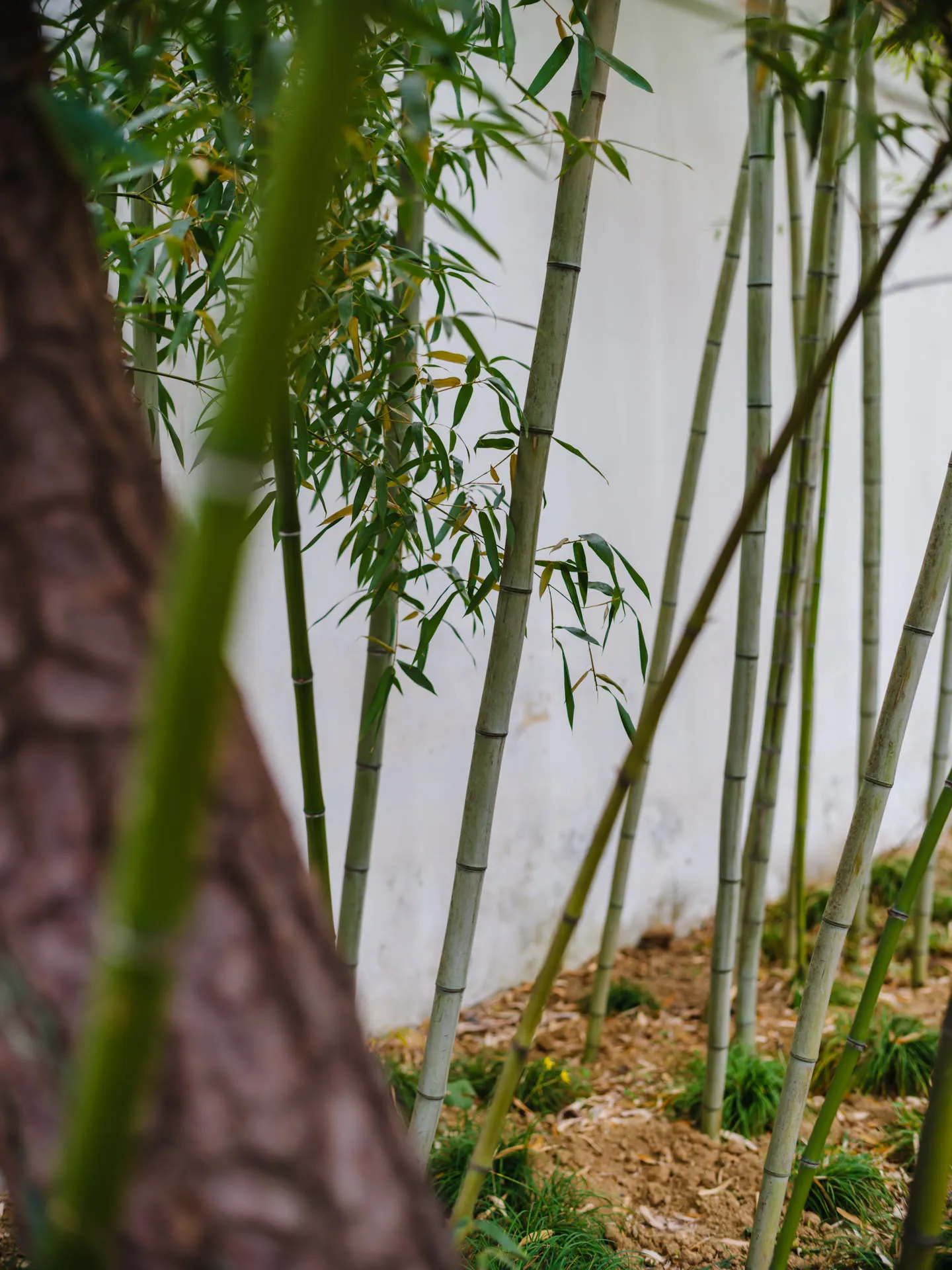 贮云庵前的竹子