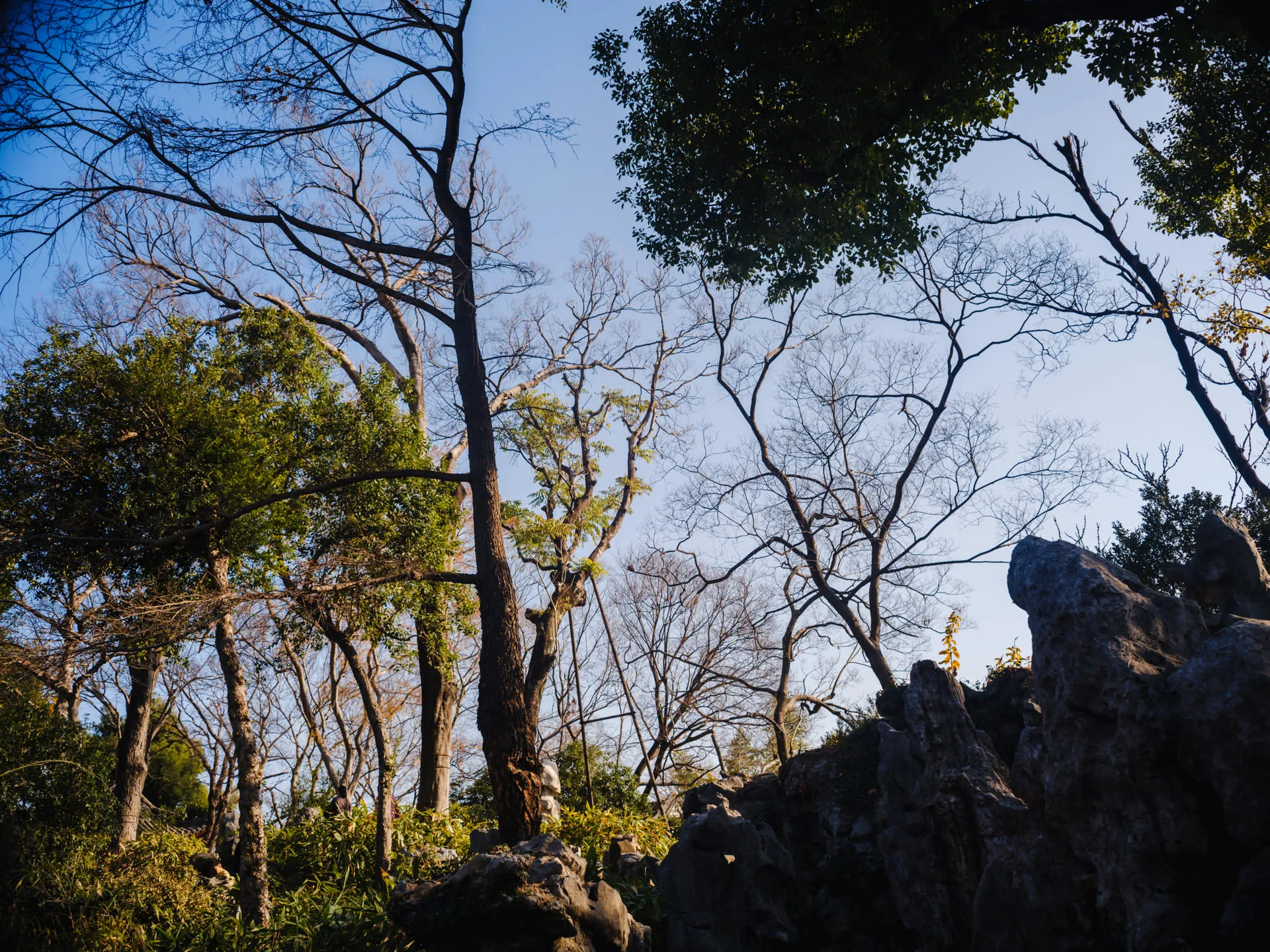 假山上的大树光秃秃