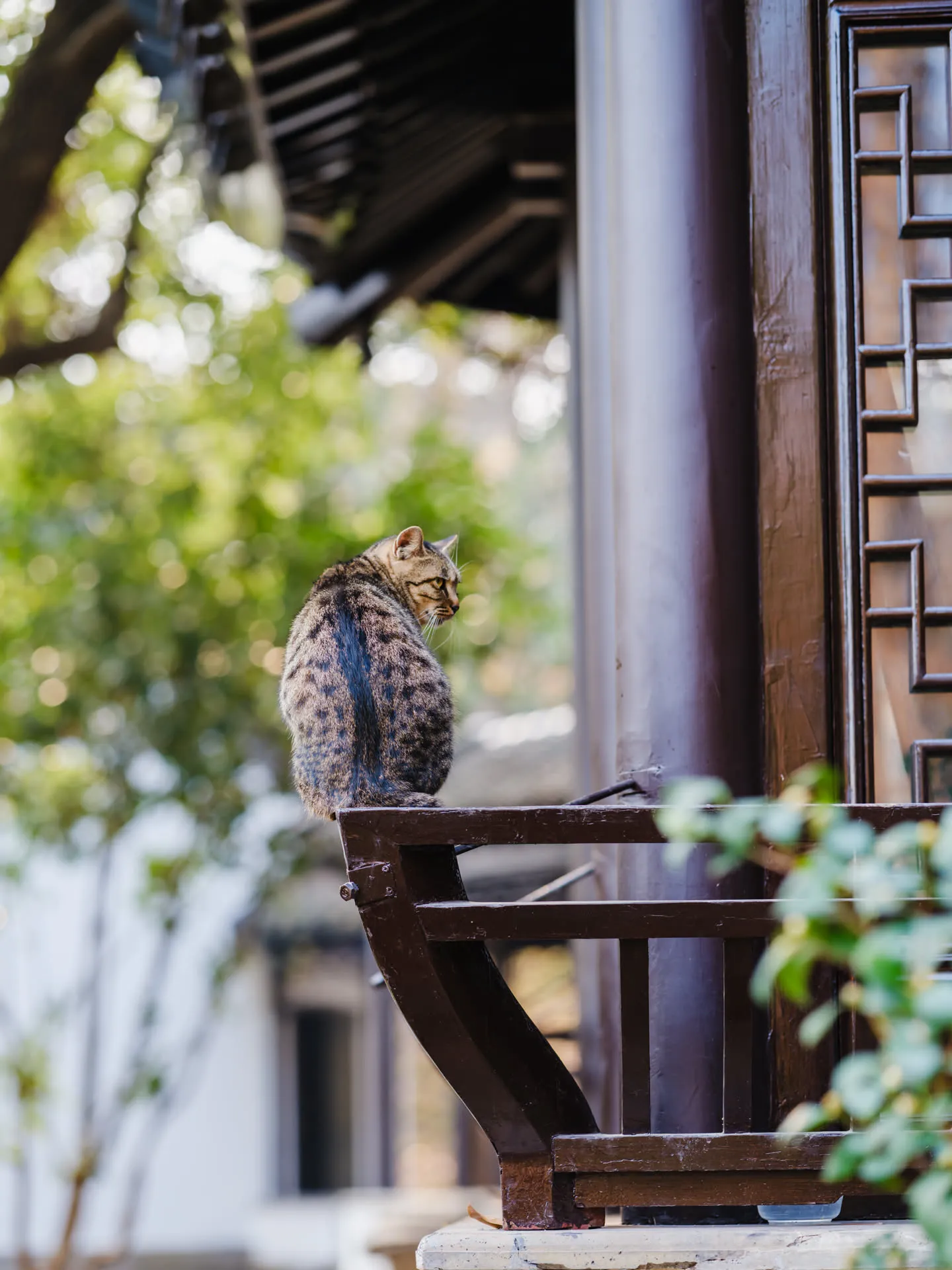 这狸花看着像反派