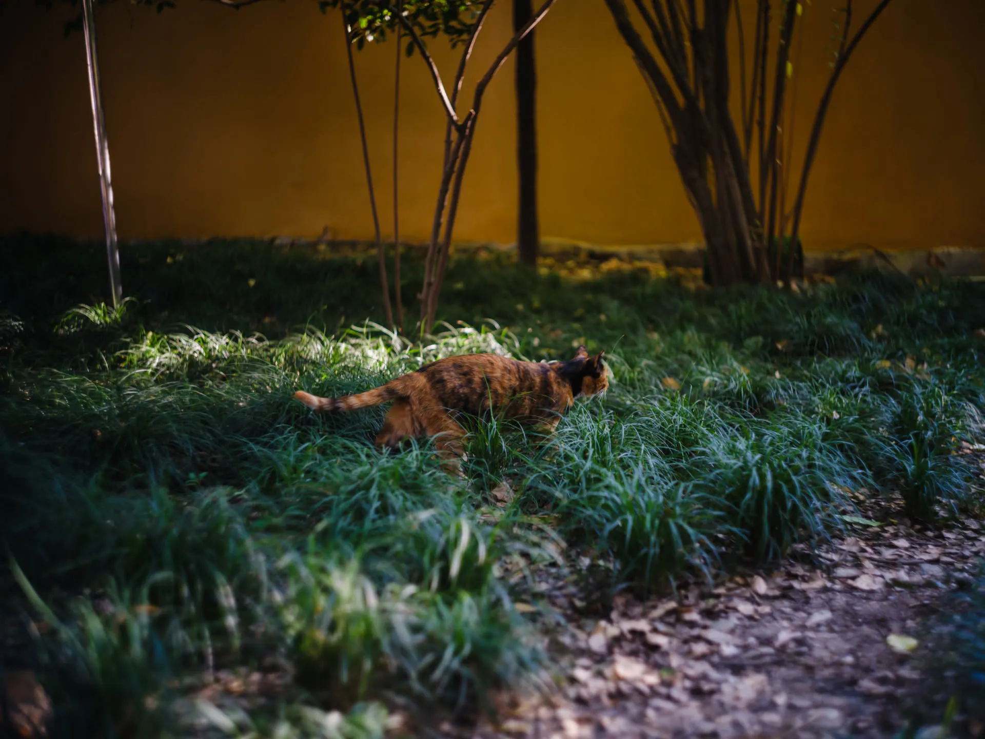 不理会游人，径直路过的猫