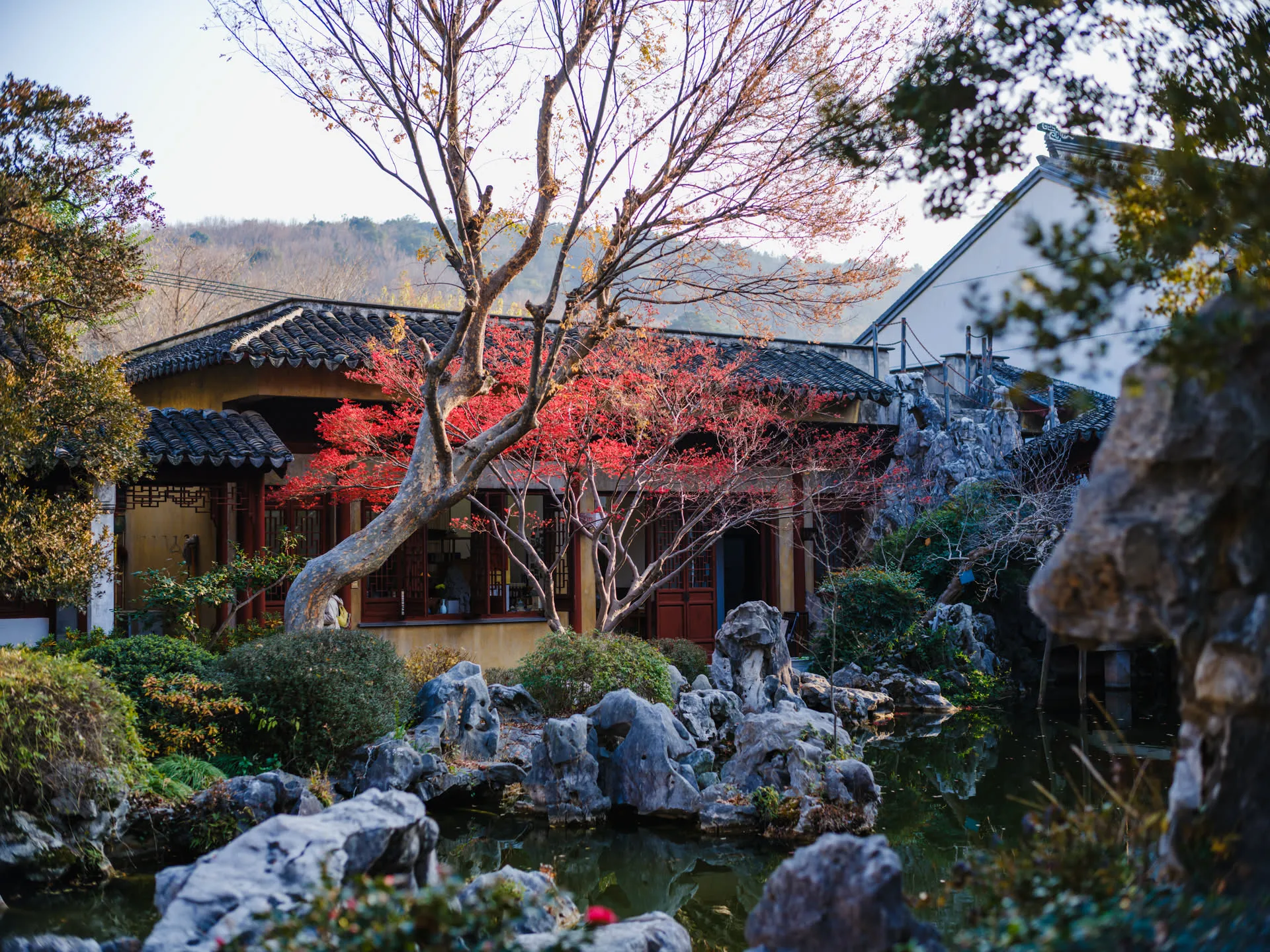 看小红书，这株鸡爪槭十月份就已经红了，到如今已有两个月，可谓持久。