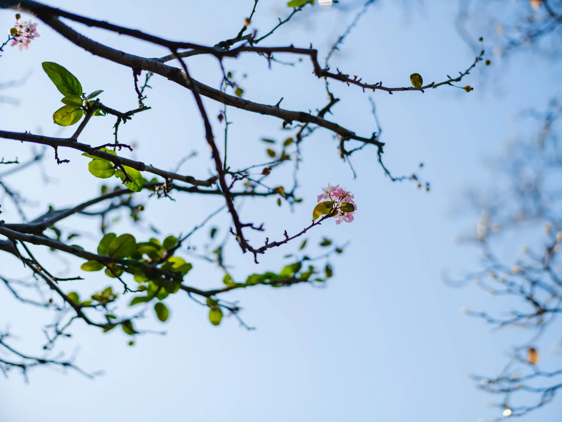 是什么花花期这么早？