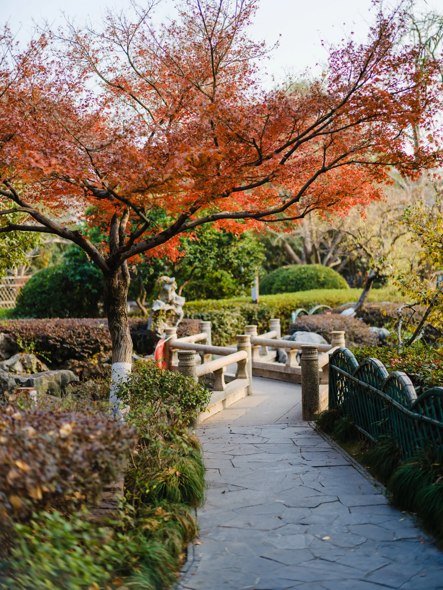 桥头的鸡爪槭已经到了尾声。