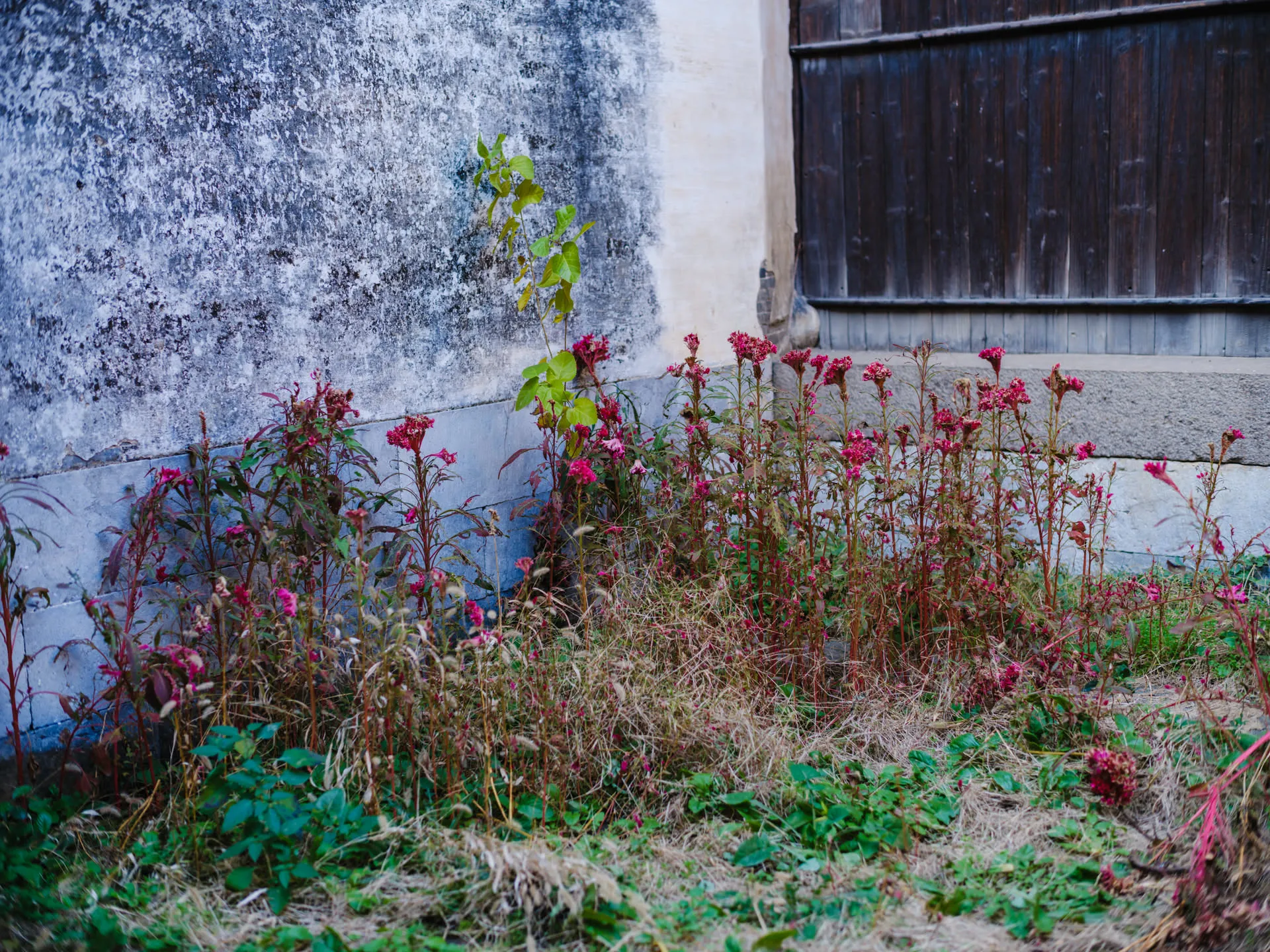 院子里的鸡冠花