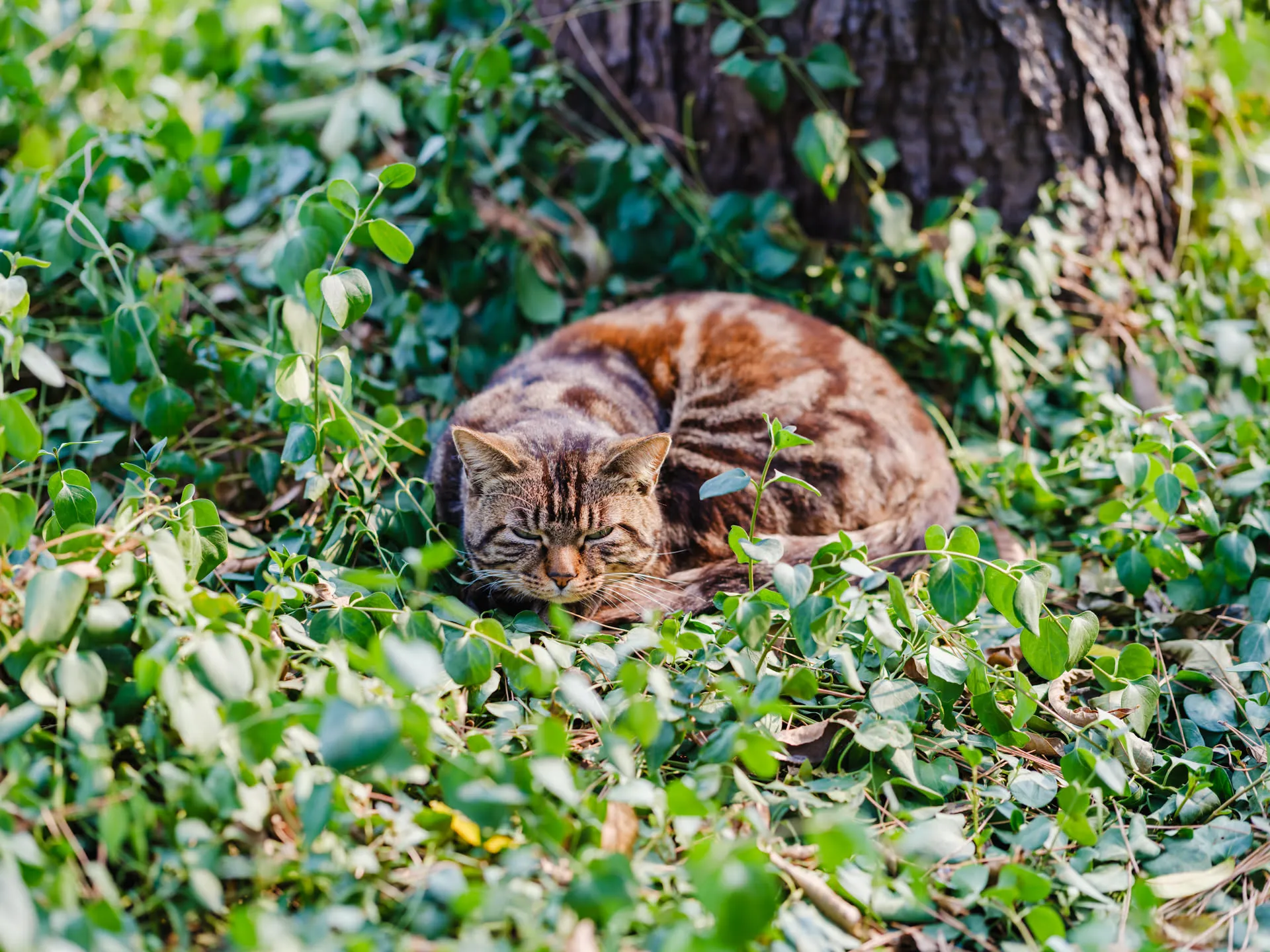 一只猫趴在树下
