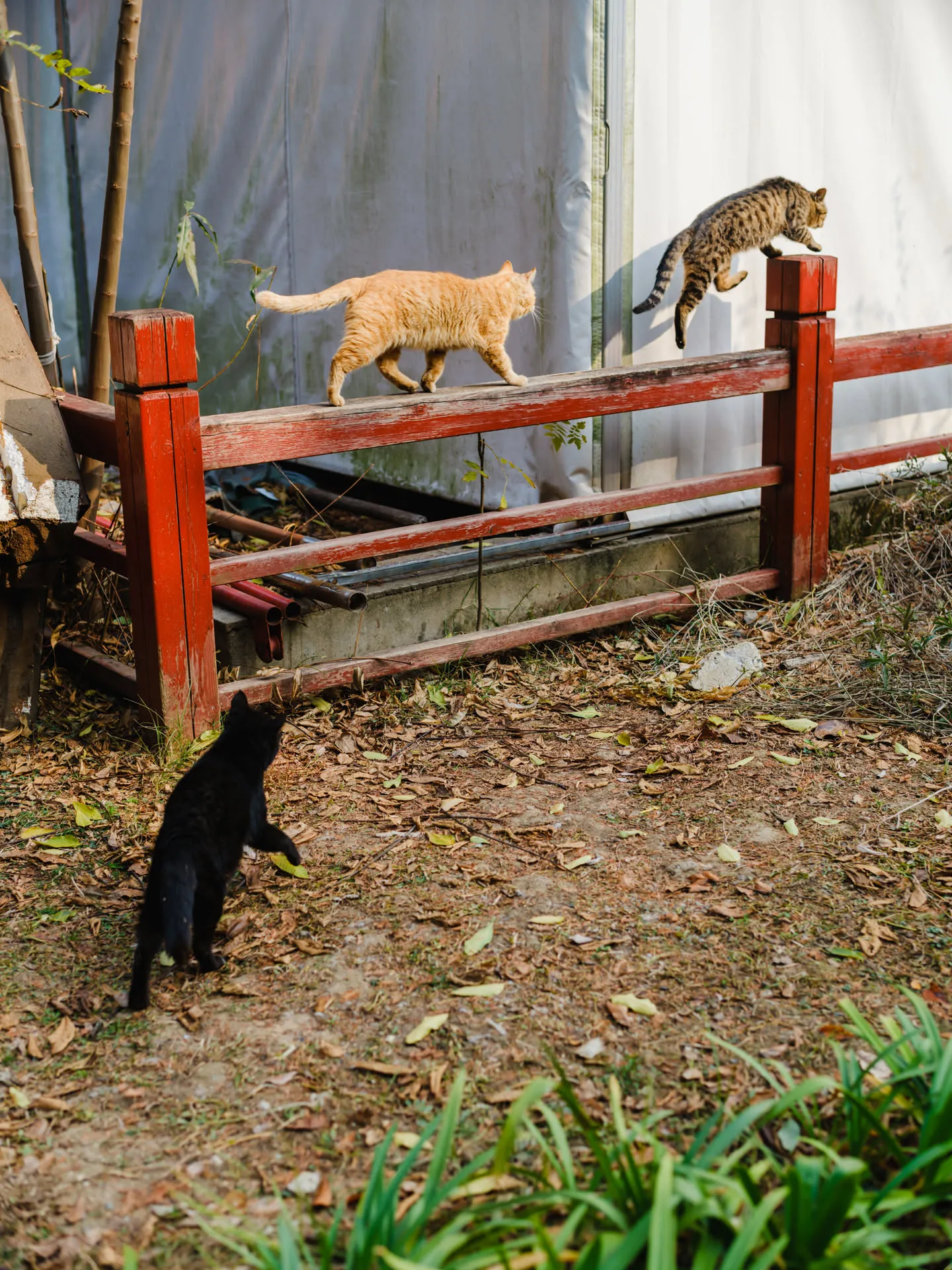 狸花与橘猫追逐嬉戏，黑猫有心加入却跟不太上。