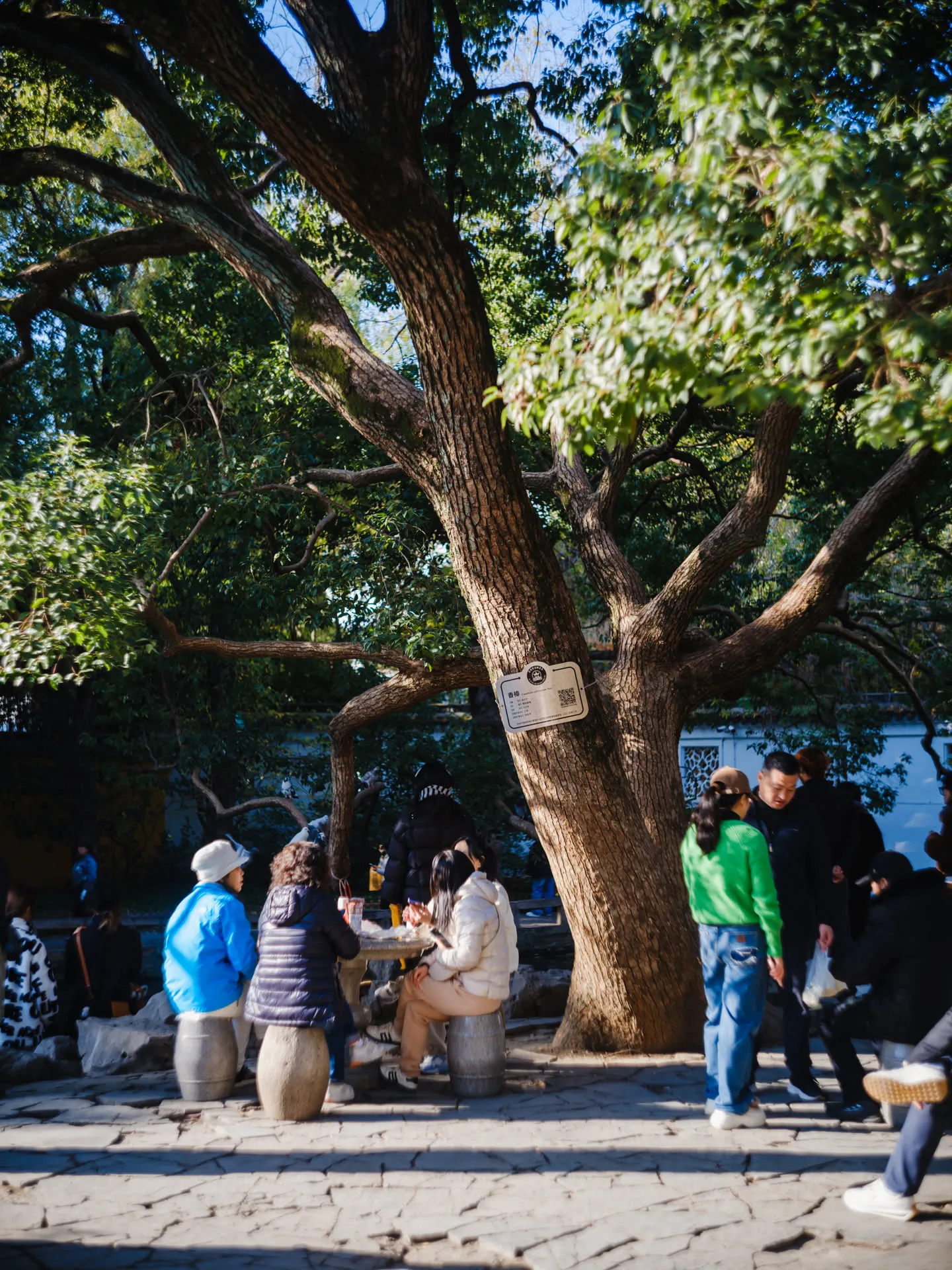 树下晒太阳的游客们