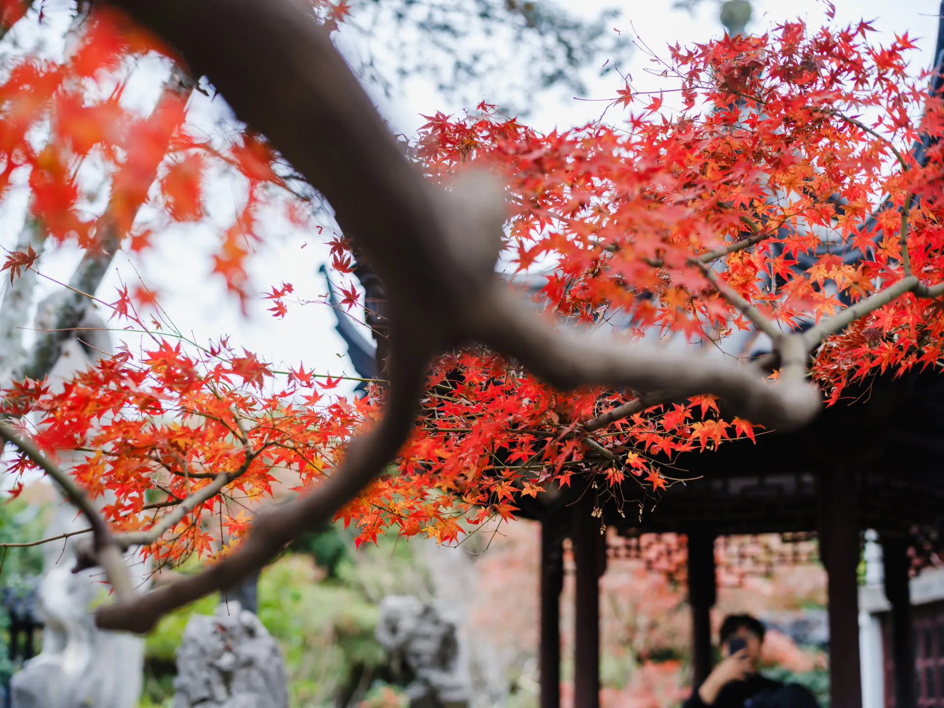 贮云庵后的红枫