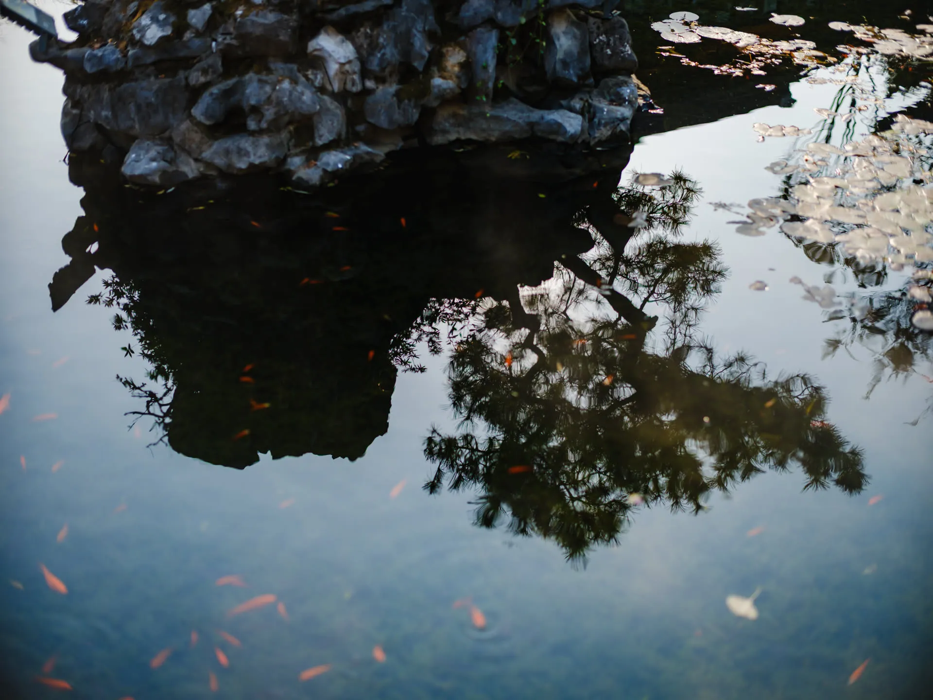 池塘里的锦鲤成百上千，冬天还挺少见的。