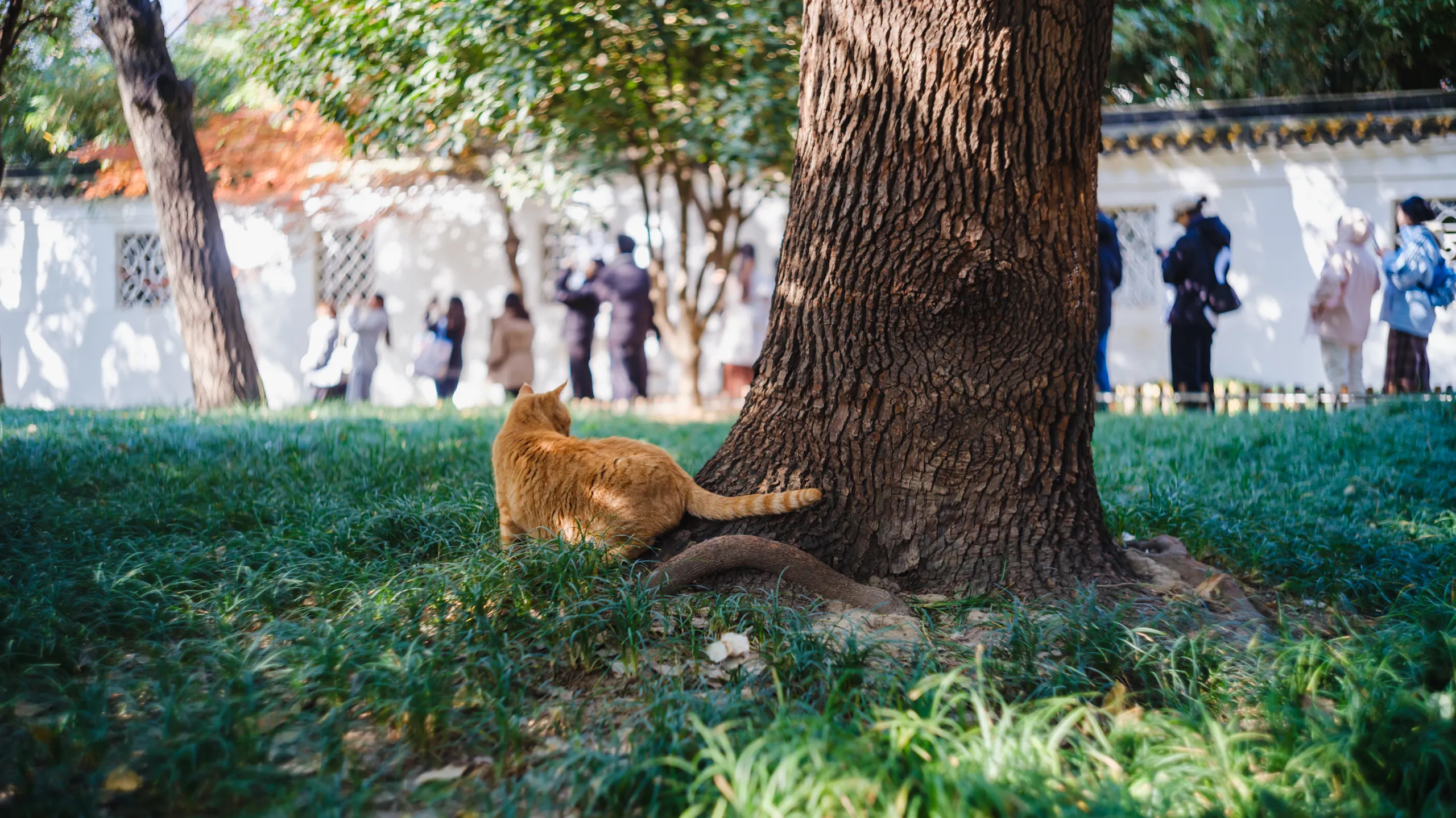 排这个长队是来给本喵上贡的吗？