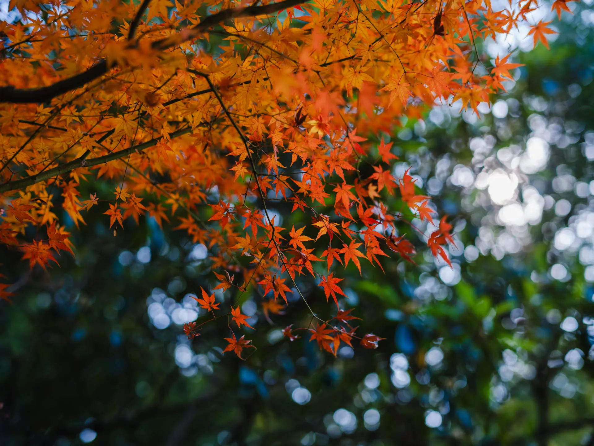 更能看、几番枫叶？