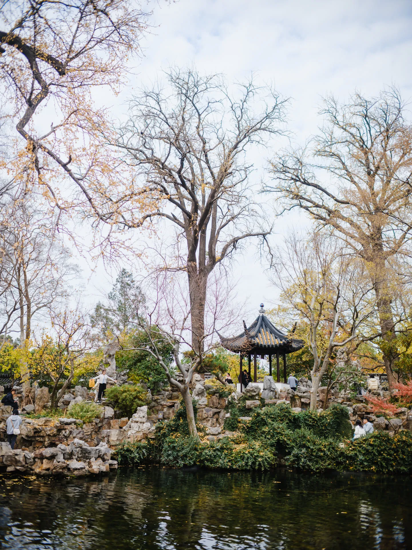 银杏叶将落尽。