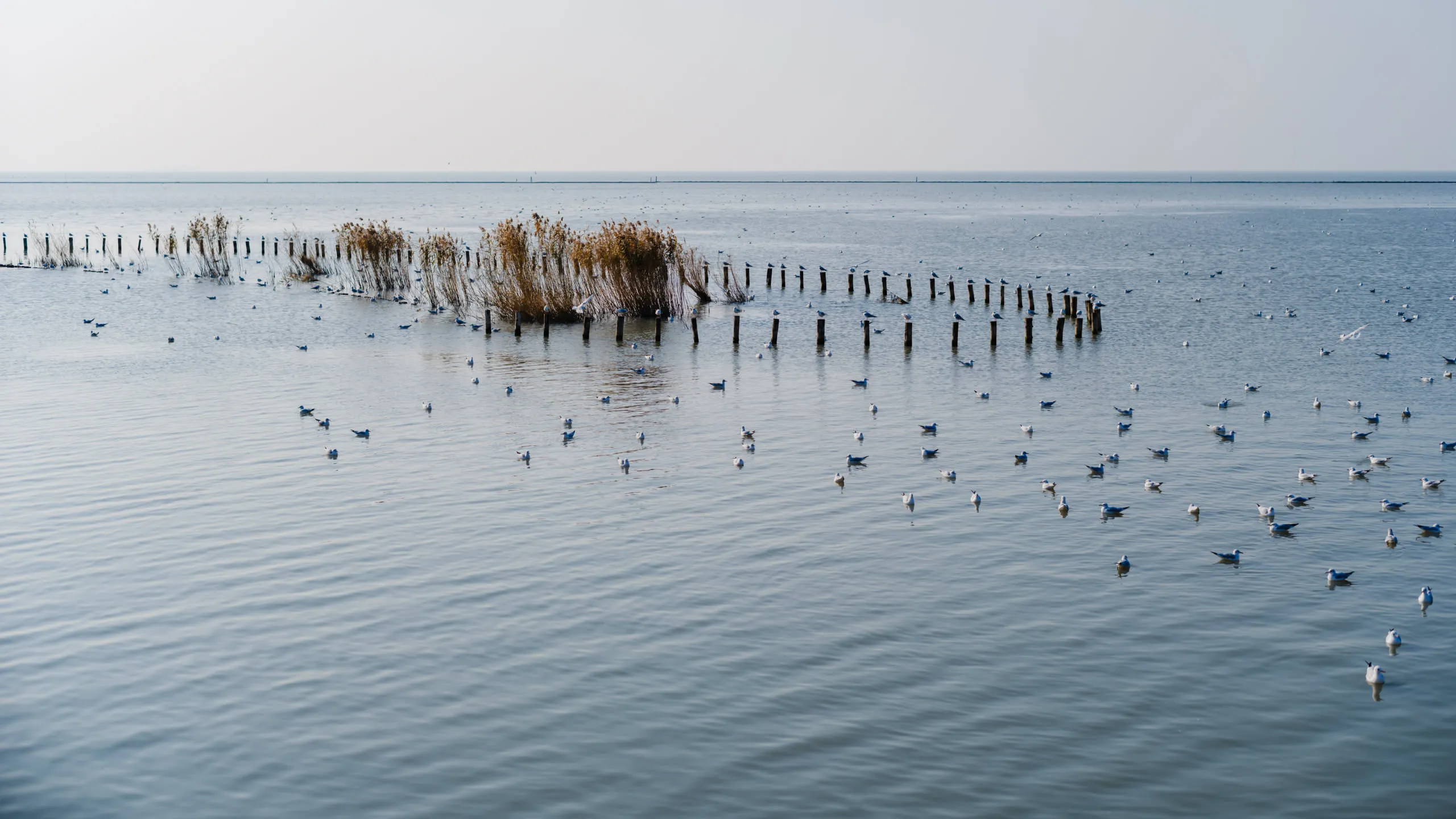 每根木桩上都立着一只鸥。