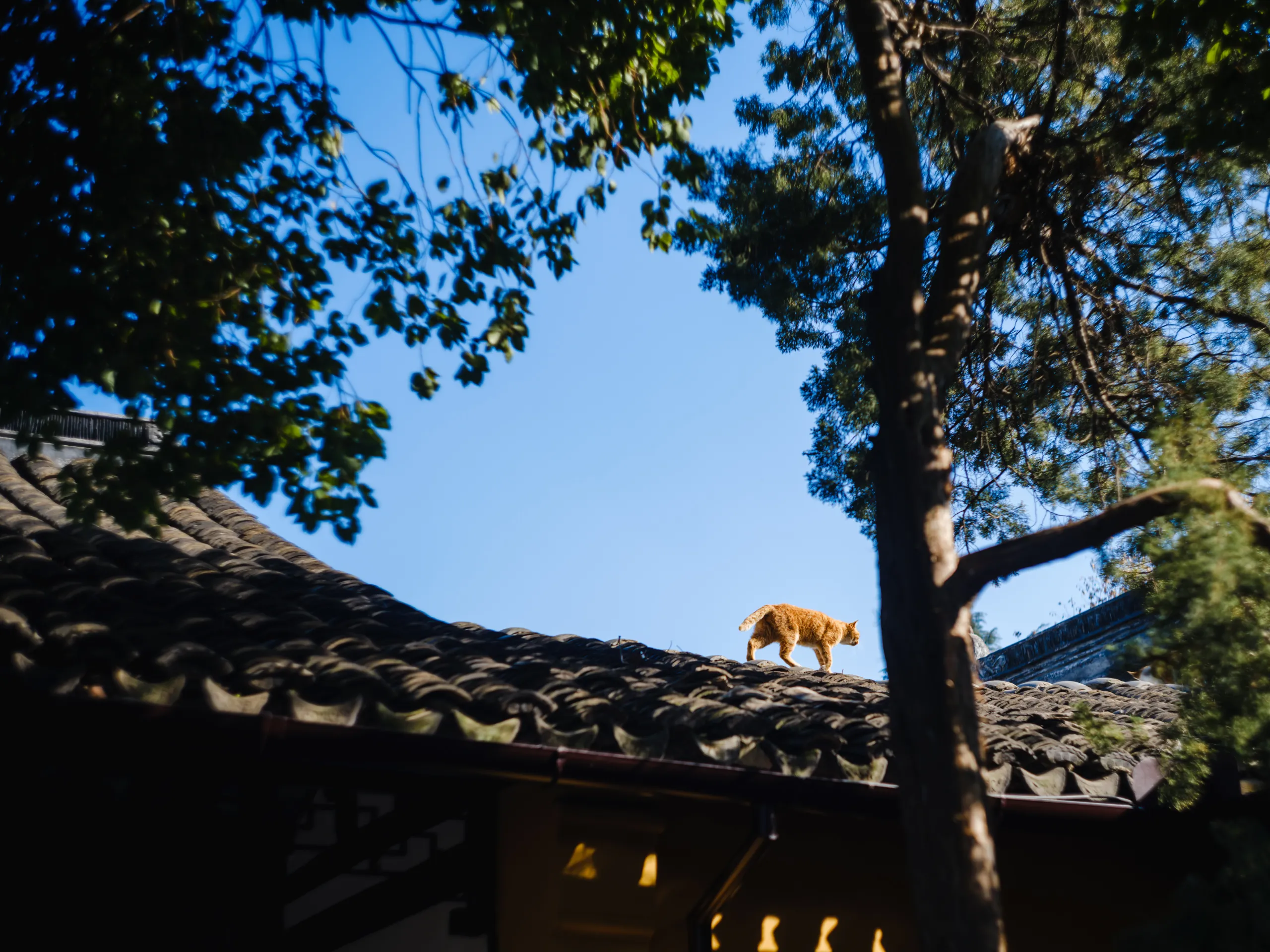 屋脊上悠然踱步的猫