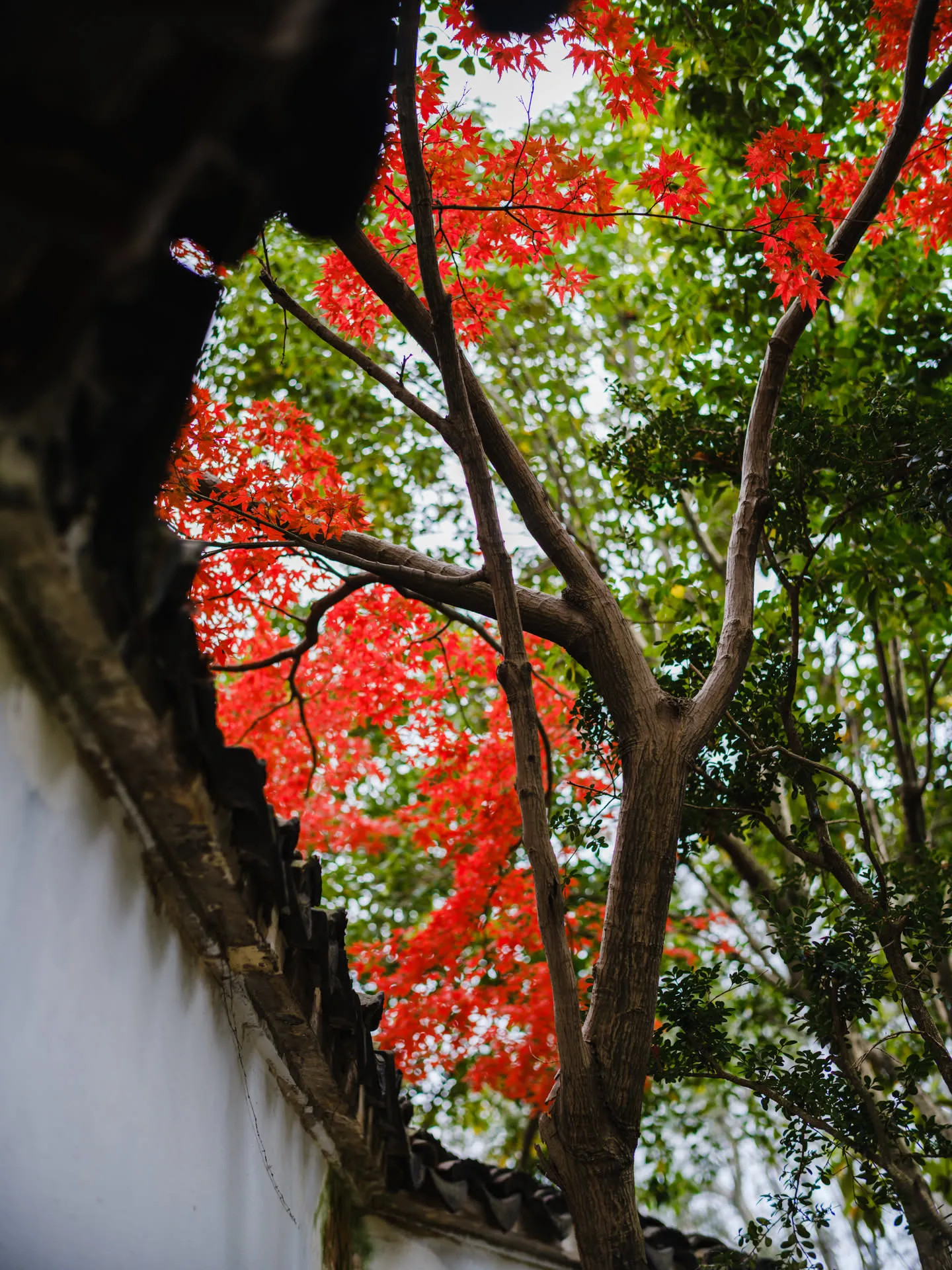 远翠阁外面的红枫