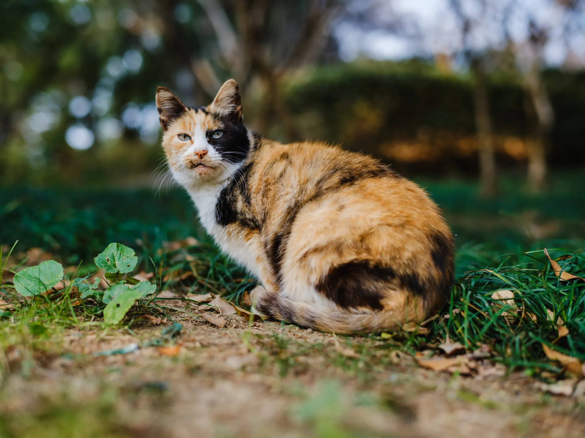 它的上唇有伤，所以不悦之态越发明显。