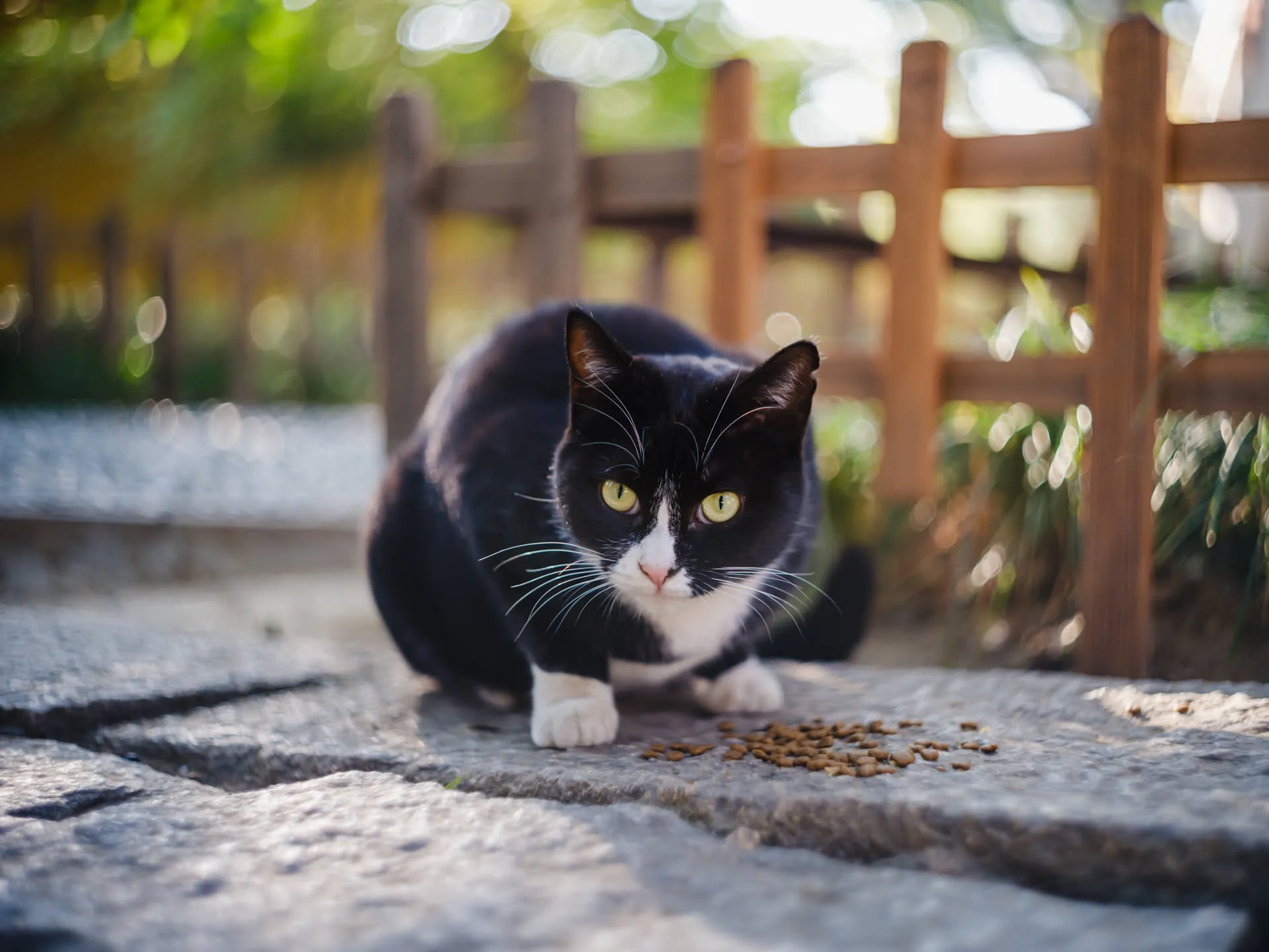 西园寺，入冬之前看看猫
