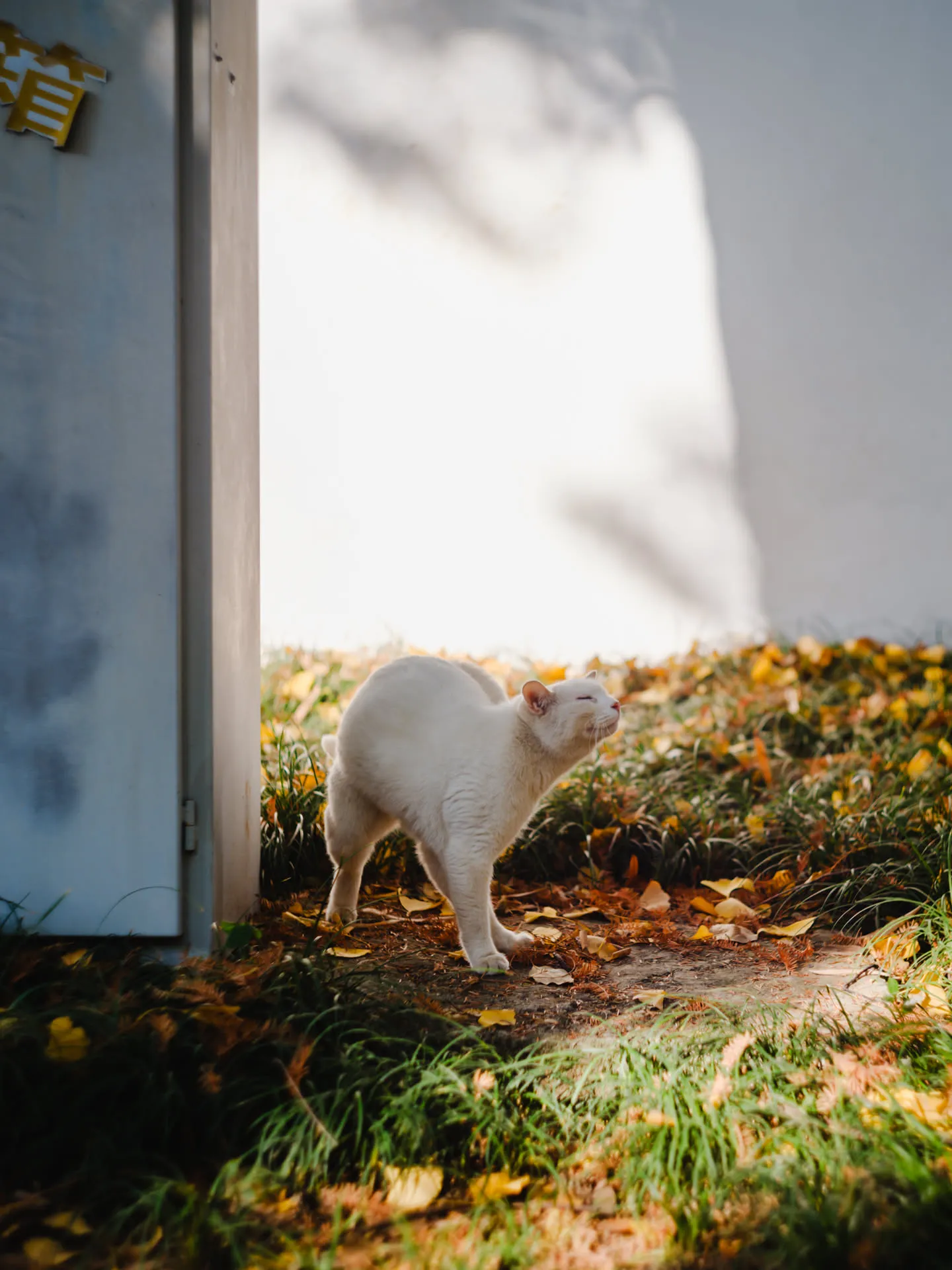 这只白猫的皮肤可能有症状？一直搔挠不止，看起来惬意实属瞬间偶然。