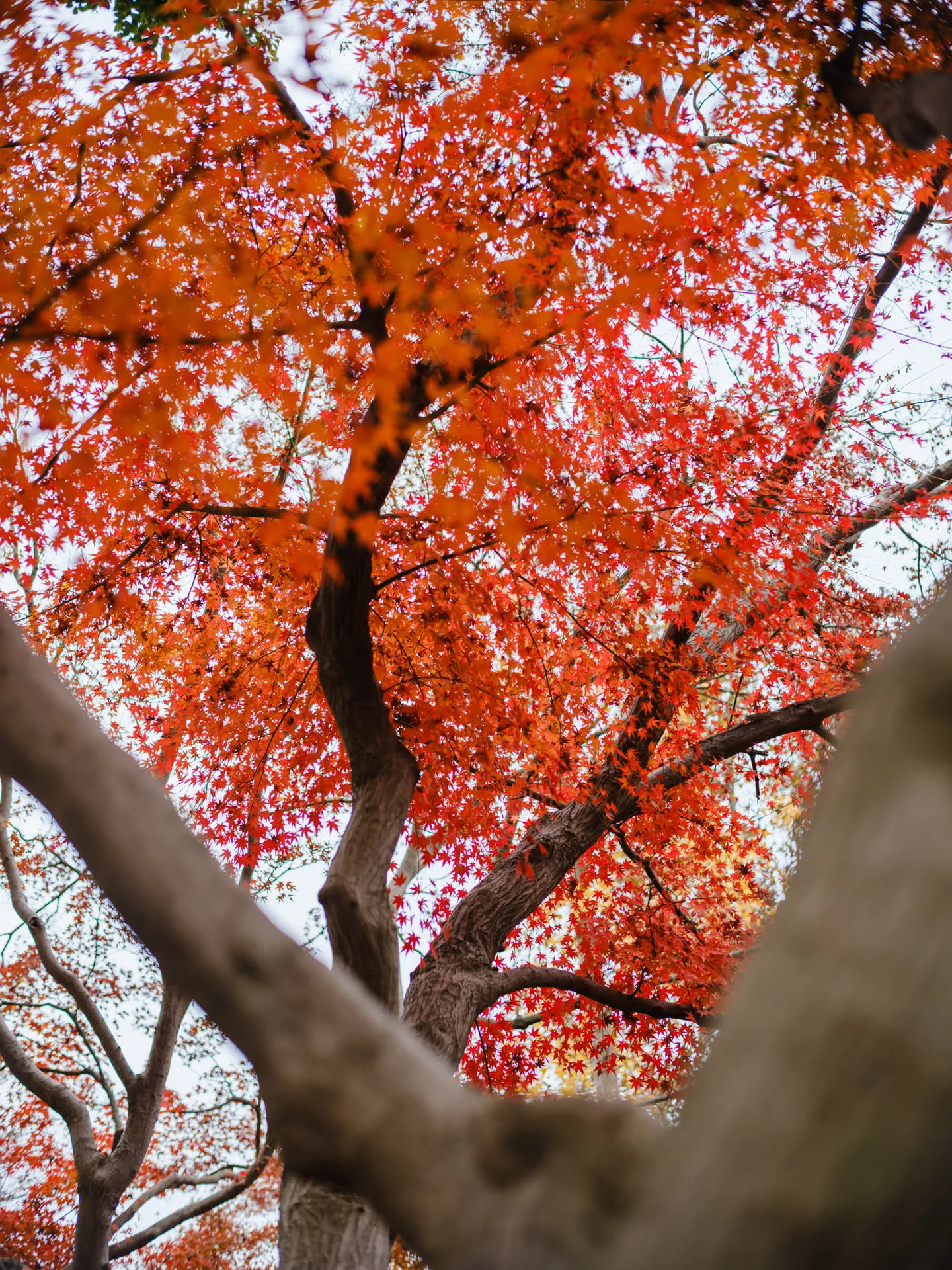 至乐亭附近的红叶