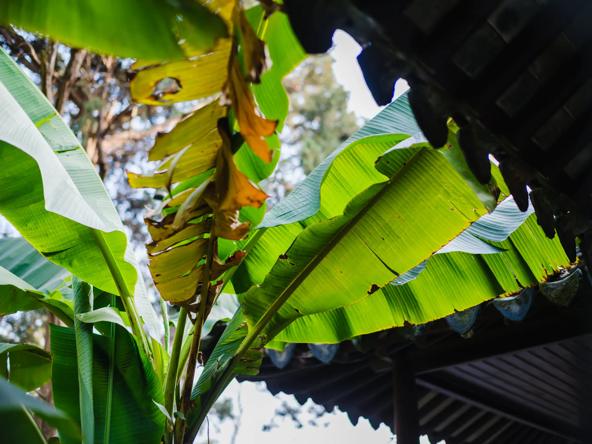 留园里的芭蕉为了防寒，都已经割了，这里的芭蕉还绿得很好。
