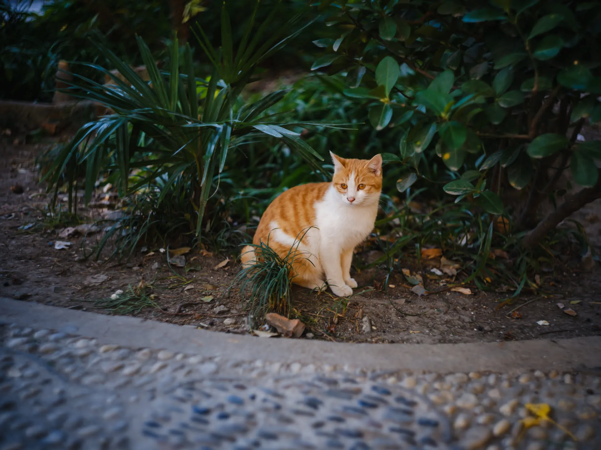 眼睛也是橙色的