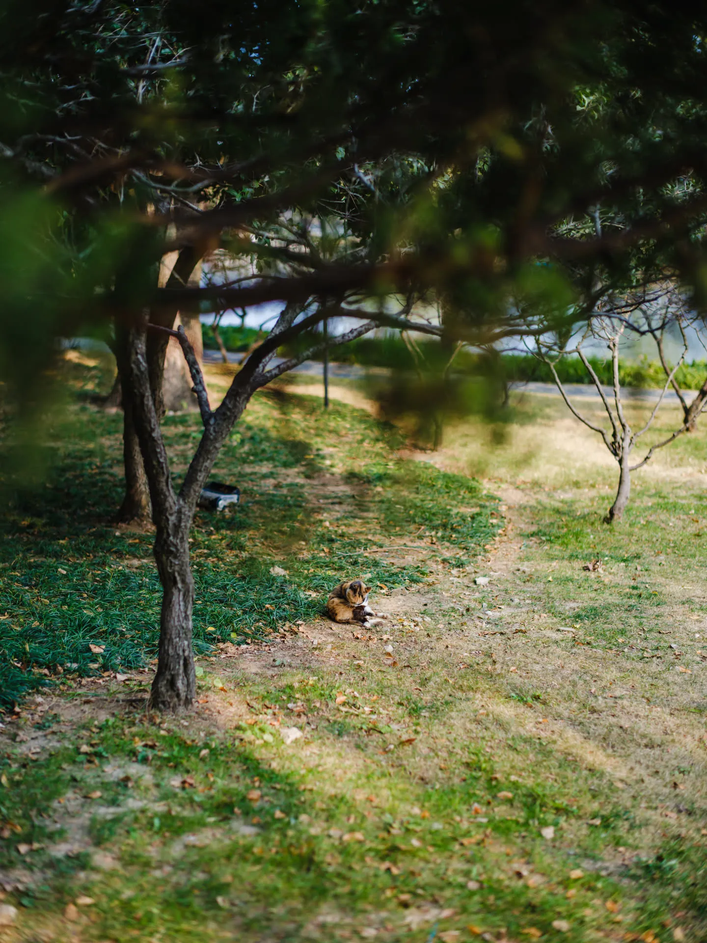 一只小猫在坡下自顾自舔毛