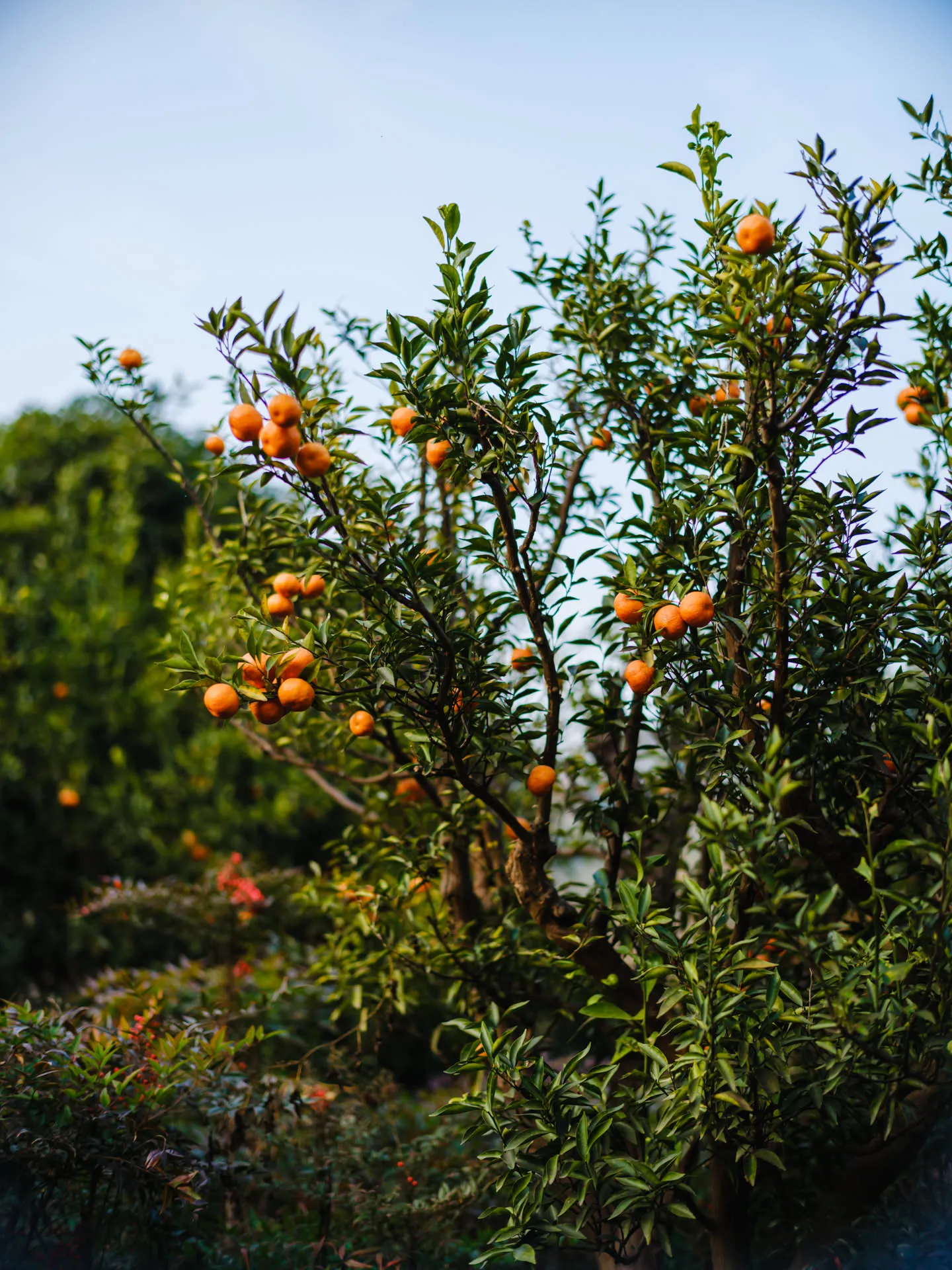 东山水果多，路边多枇杷，庵内多橘。