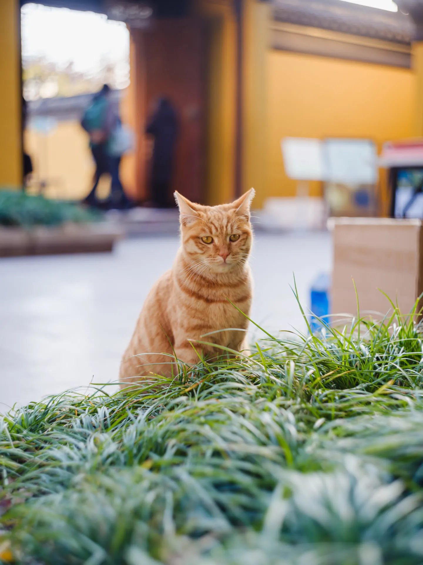 将要出门时，遇见一只橘猫