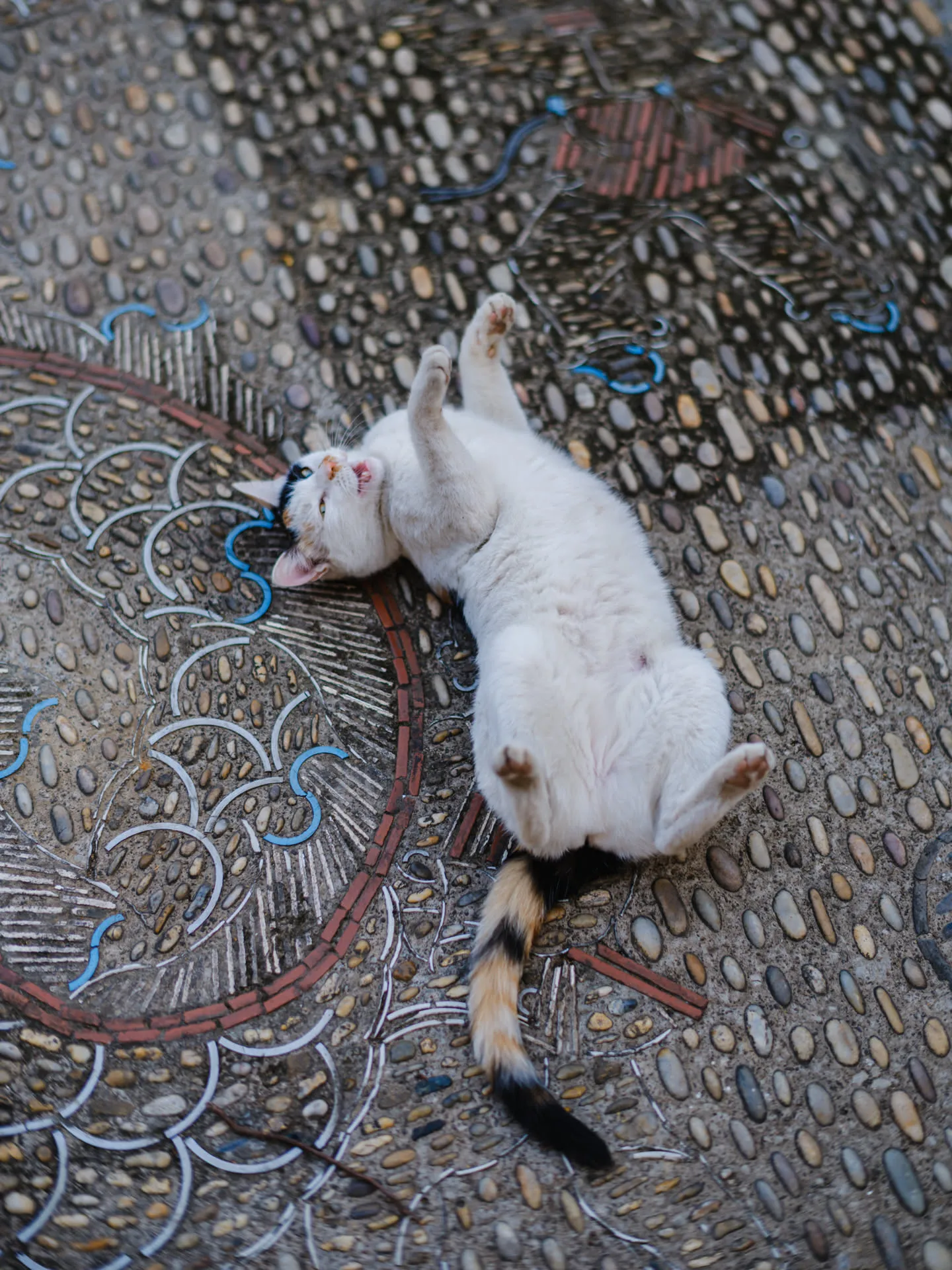 谄媚小猫连打五六个滚，上手摸了两把发现没有实际好处，一翻身溜了。