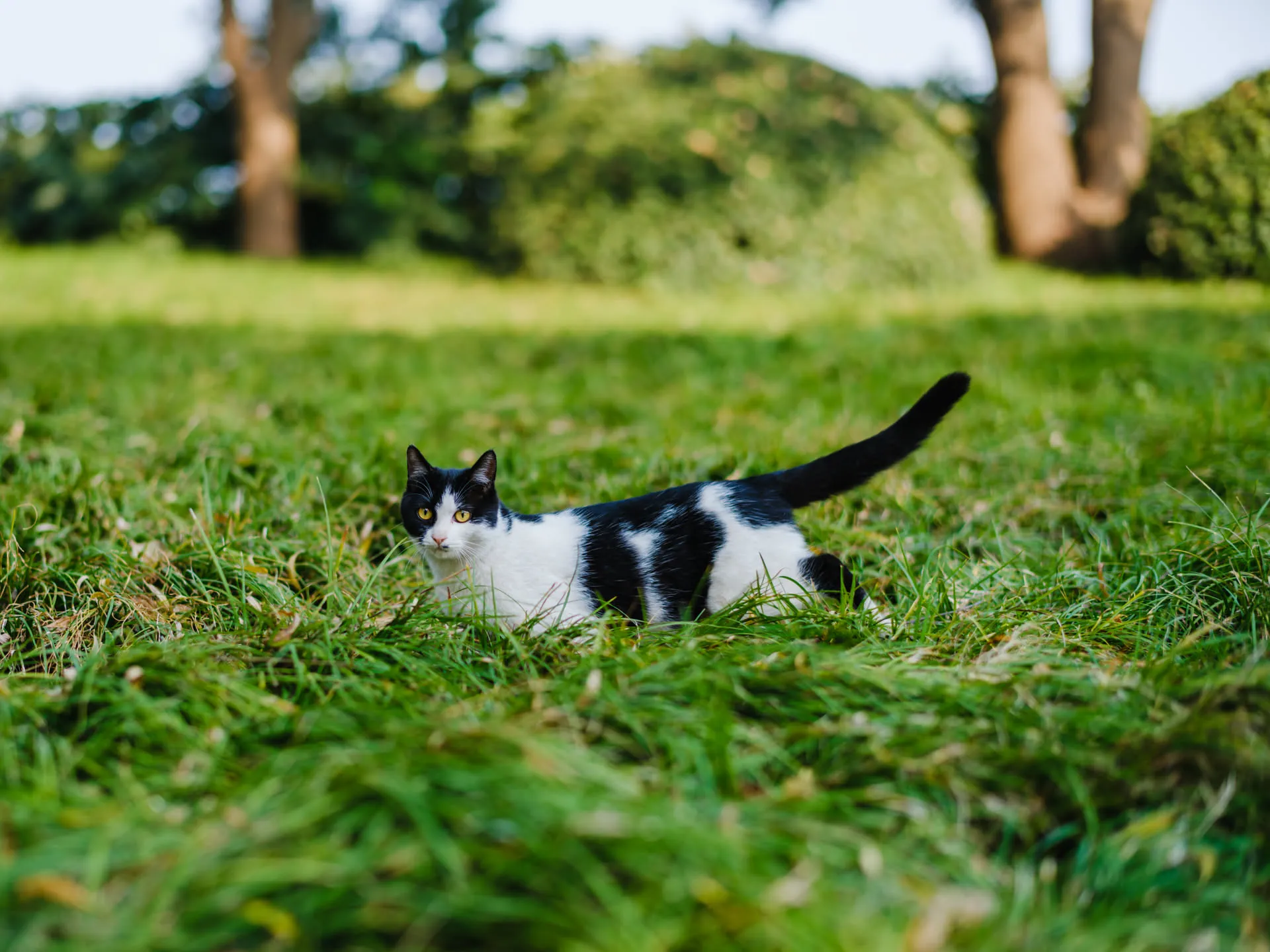 一只奶牛猫横穿草地