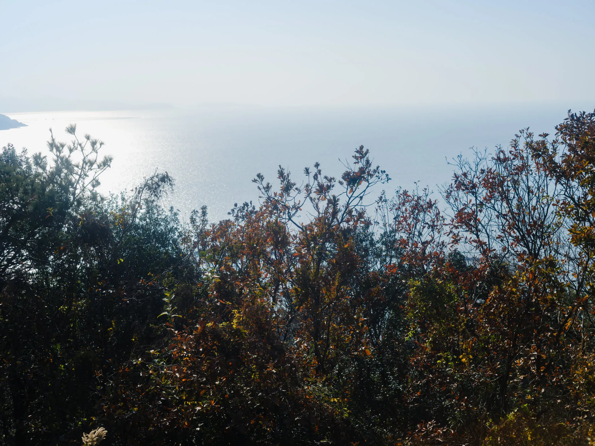 路边的视野大概如此