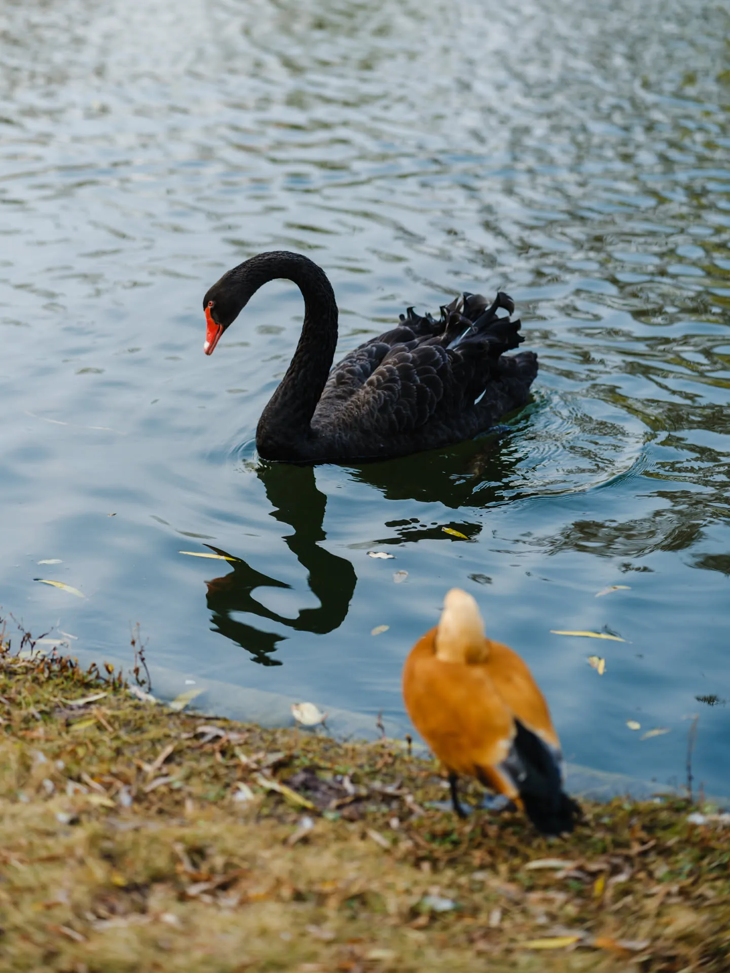 黑天鹅与赤麻鸭