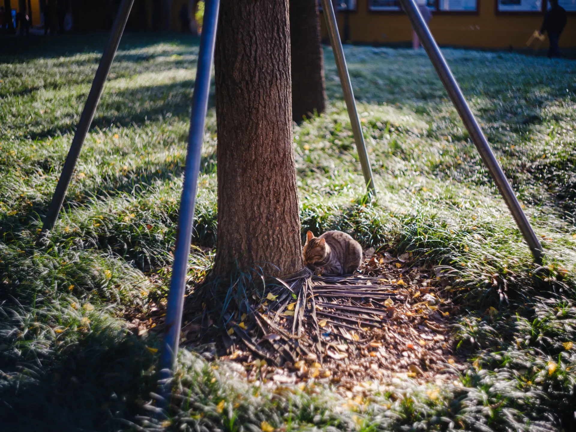 趴在树根的小猫