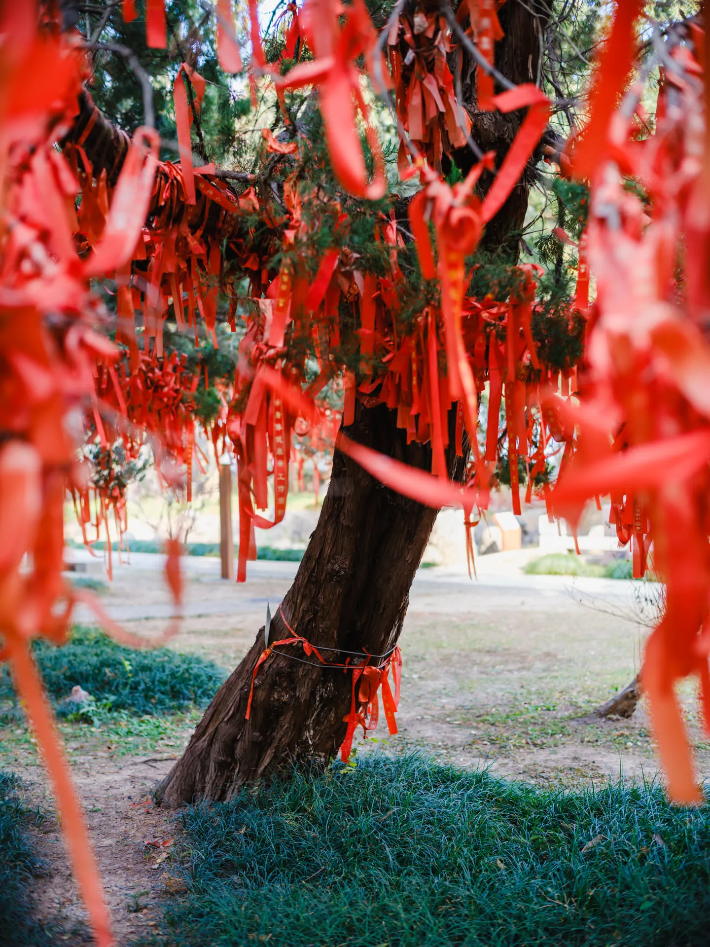 镜湖楼边的松柏