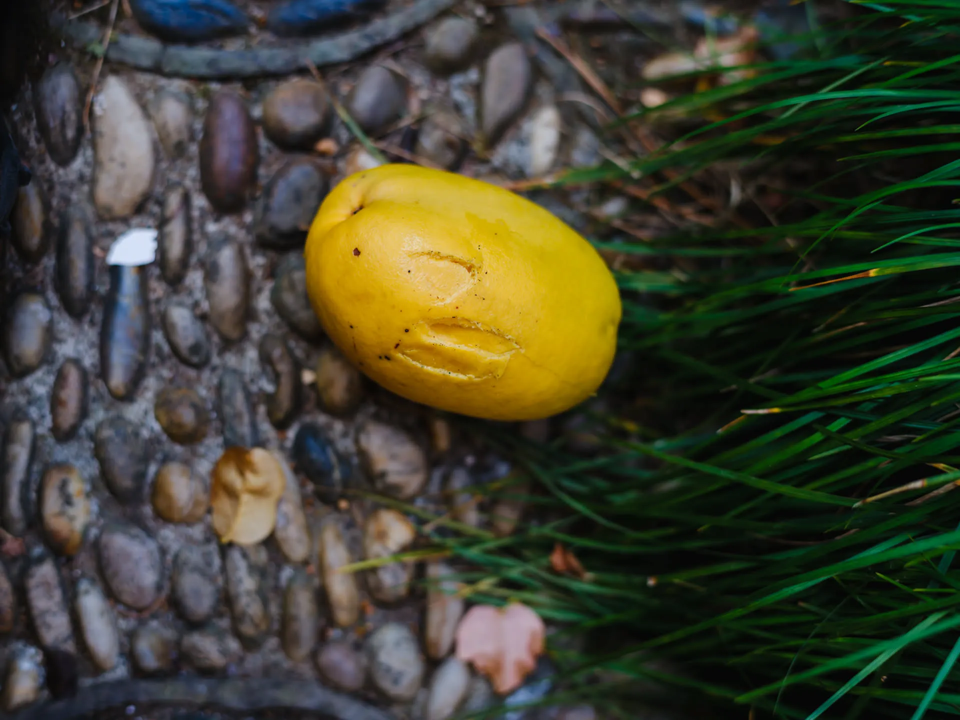 刚刚落地的木瓜