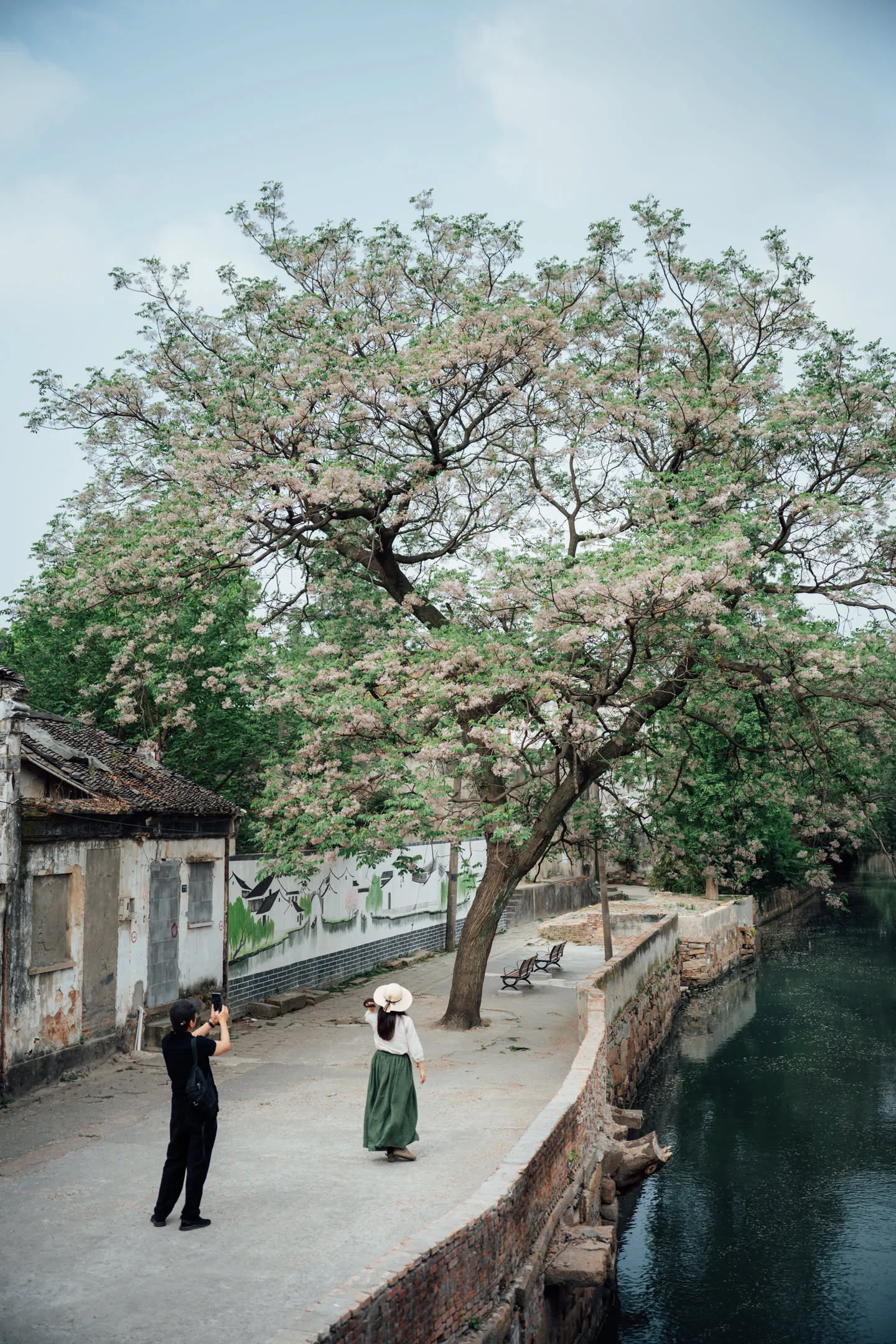 楝树，当时还在花期。