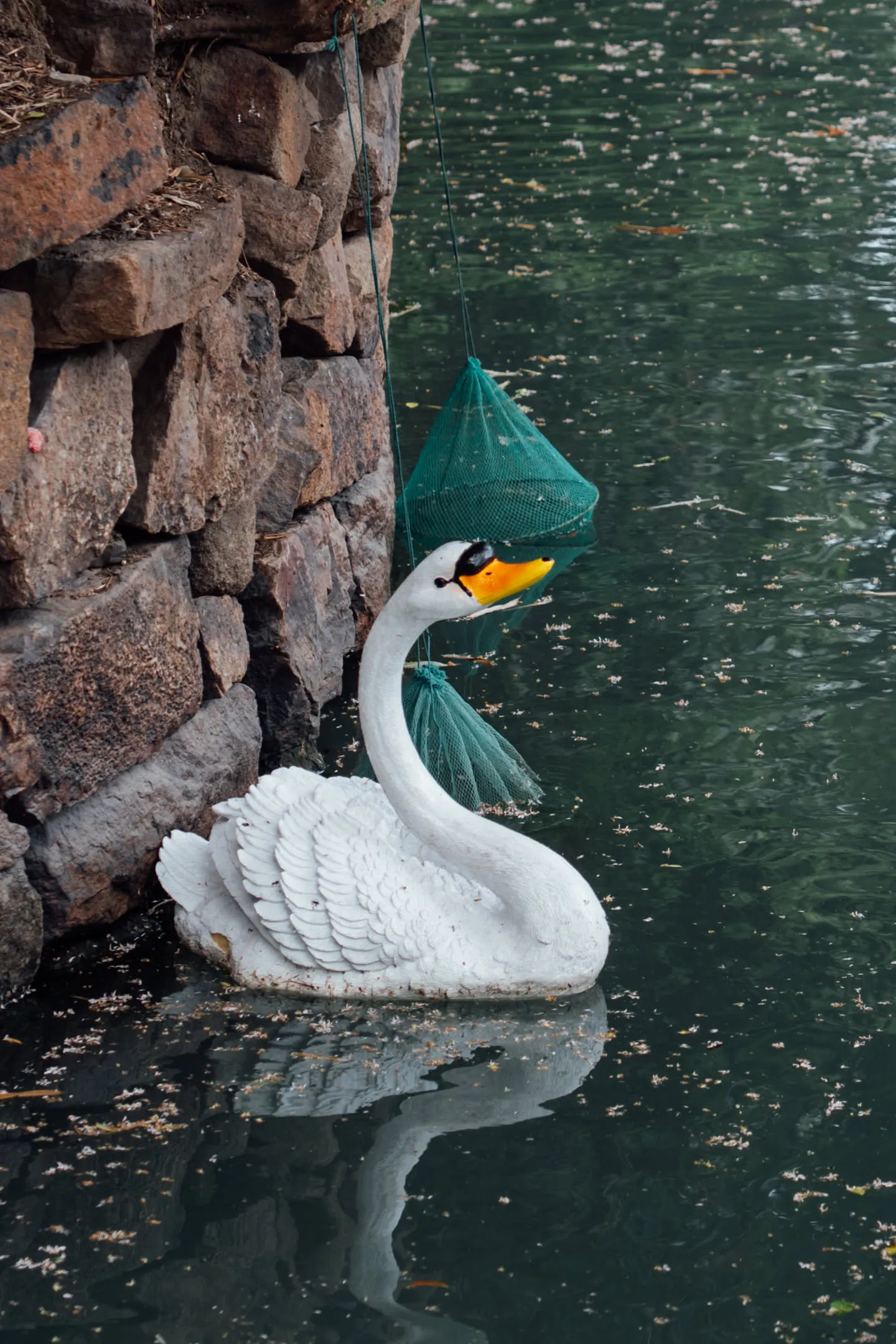假鹅在水面上随波浮沉。
