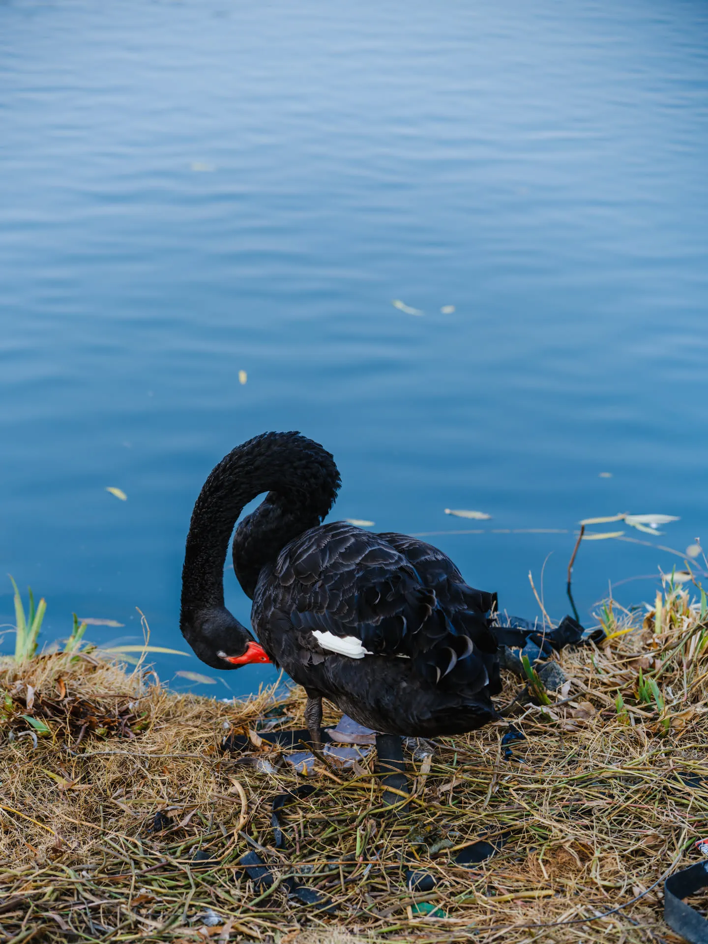 岸边的黑天鹅